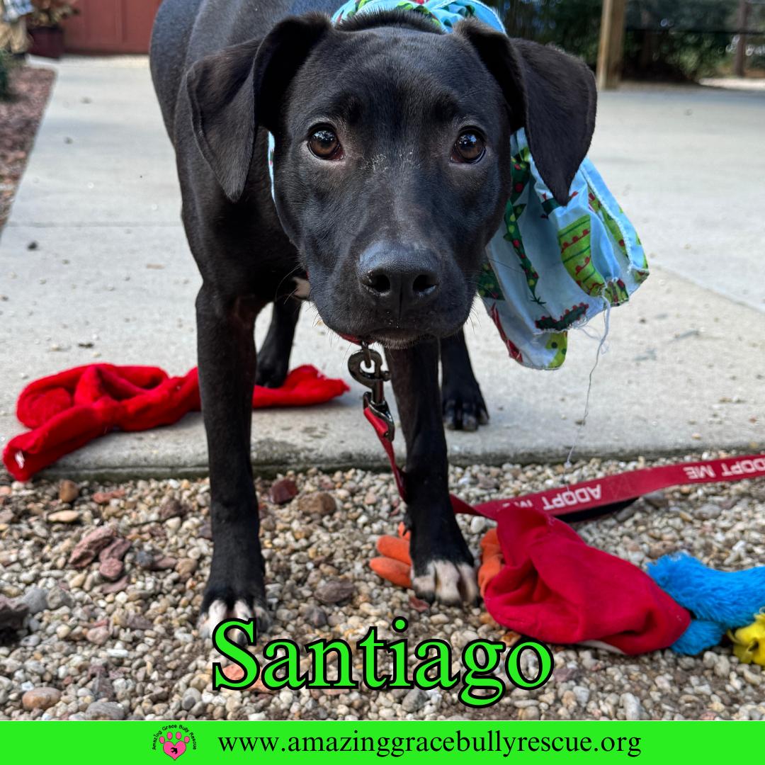 Santiago, Adoptable, Young Male Labrador Retriever.