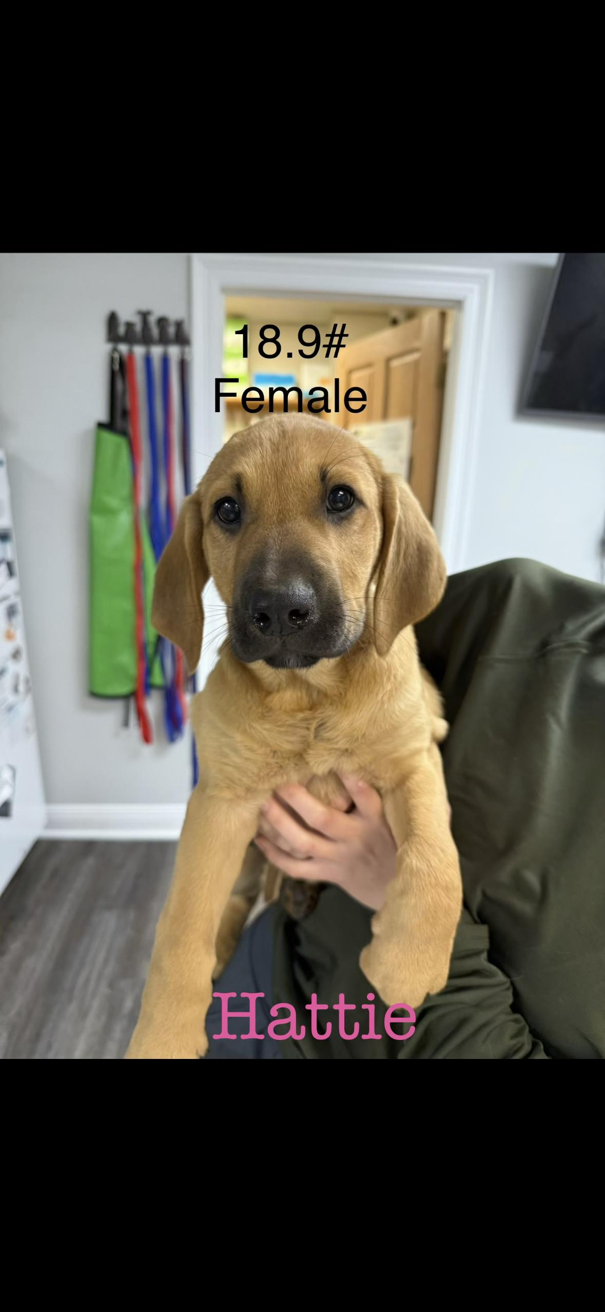 Hattie, adopted, Puppy Female Labrador Retriever.