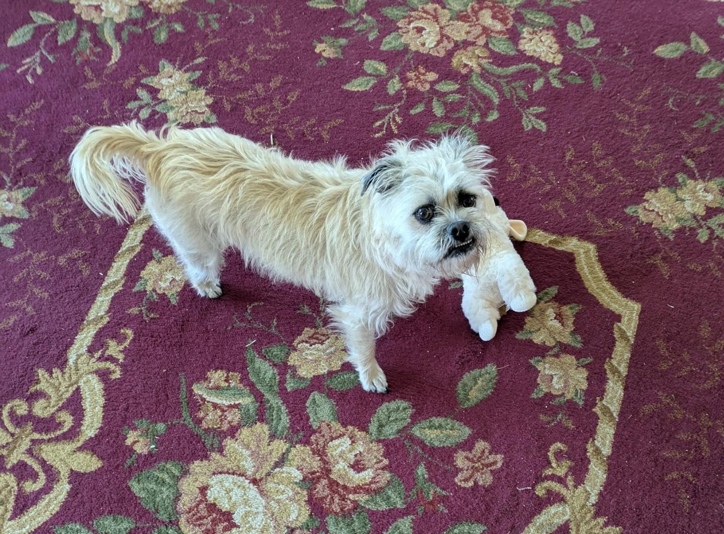 Enlarge Sammie, a ADOPTABLE mixed breed in Grand Rapids, MI image 1/2