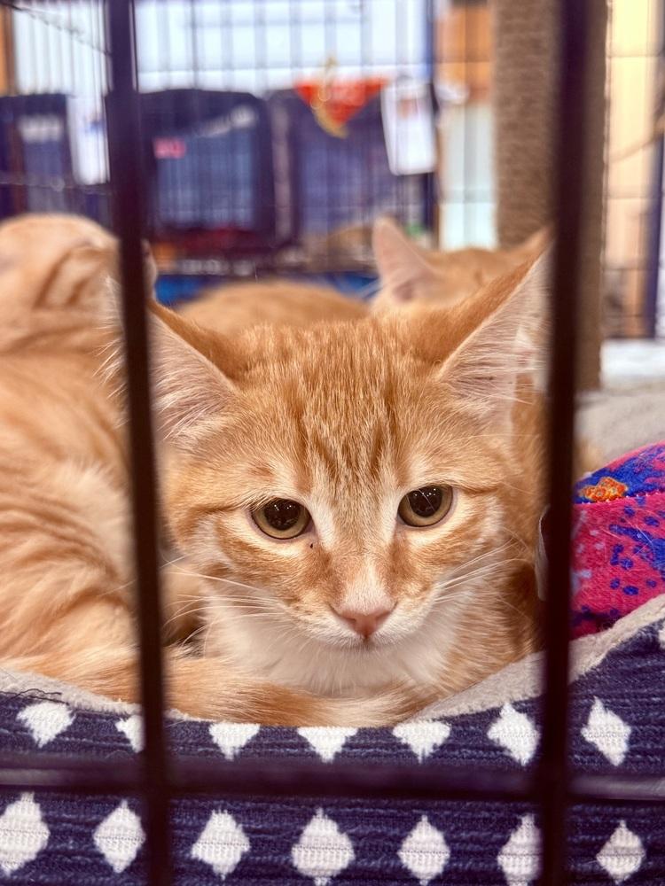 Enlarge Butter, a Adoptable Domestic Short Hair in Lancaster, CA image 1/4
