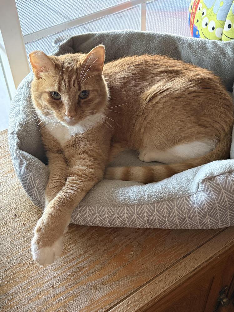 Enlarge Butter, a Adoptable Domestic Short Hair in Lancaster, CA image 2/4