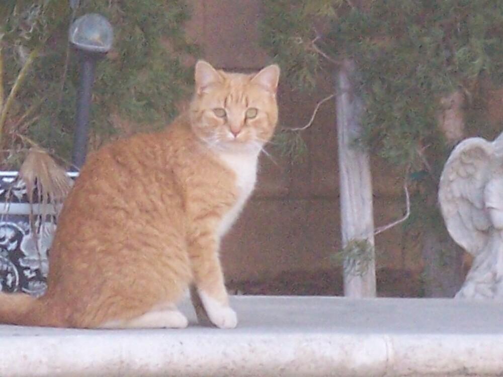 Enlarge Butter, a Adoptable Domestic Short Hair in Lancaster, CA image 3/4