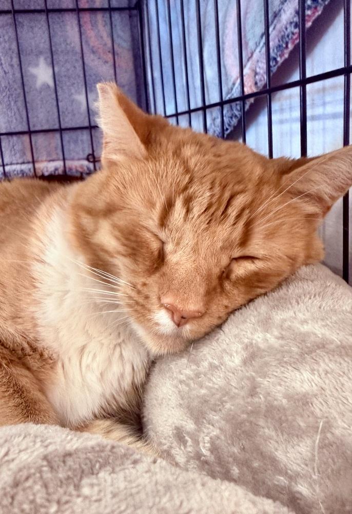 Enlarge Butter, a Adoptable Domestic Short Hair in Lancaster, CA image 4/4