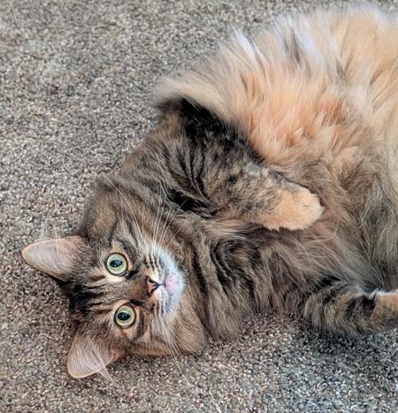 (CP) Daxi, ADOPTABLE, Adult Female Siberian & Domestic Medium Hair.