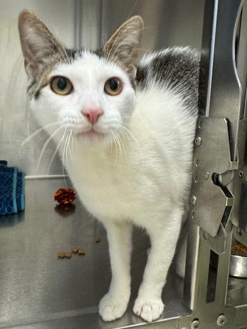 Enlarge Mr Magoo, a Adoptable Domestic Short Hair in Lancaster, PA image 1/1