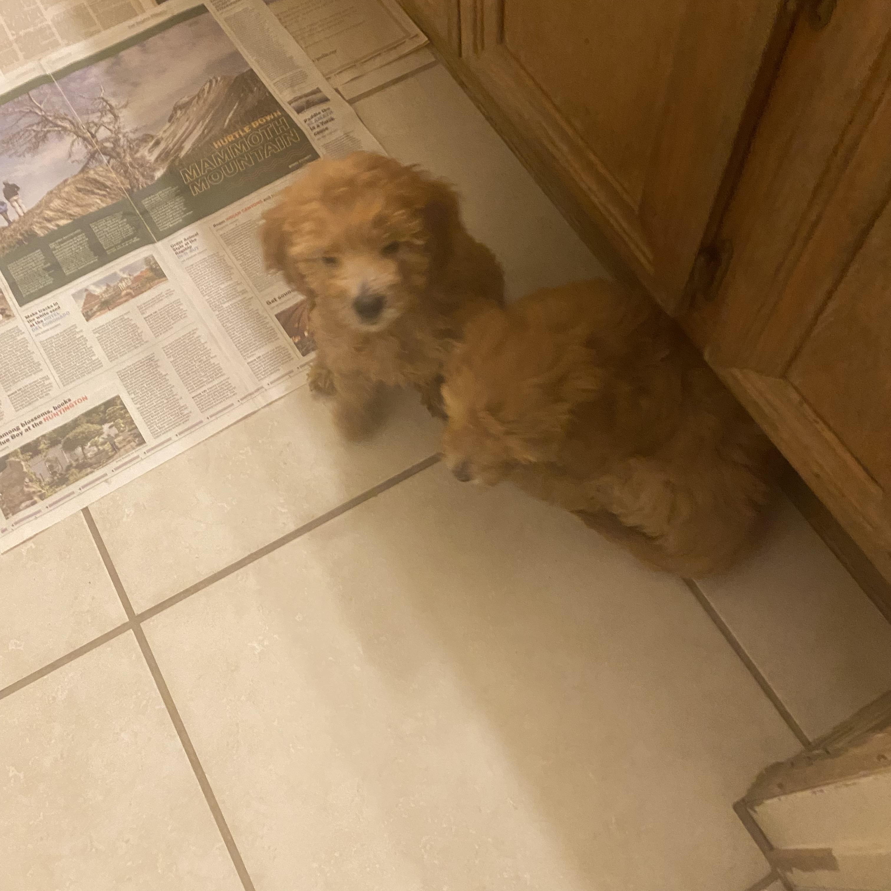 Enlarge Molly and Holly, a Adopted Goldendoodle in Moreno Valley, CA image 3/5
