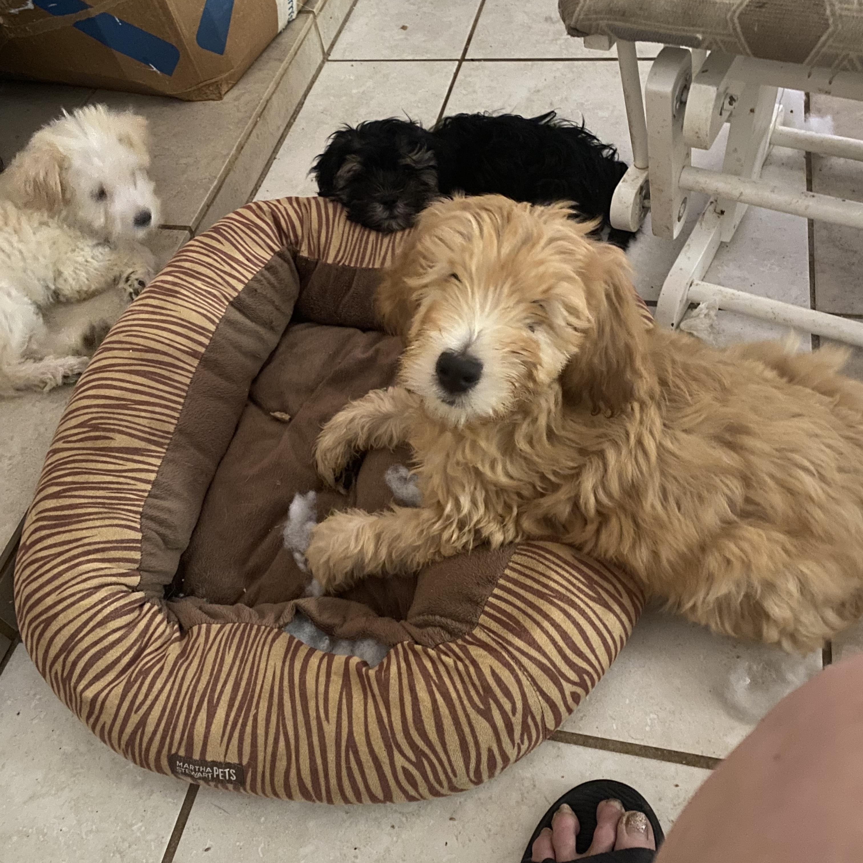 Enlarge Molly and Holly, a Adopted Goldendoodle in Moreno Valley, CA image 5/5
