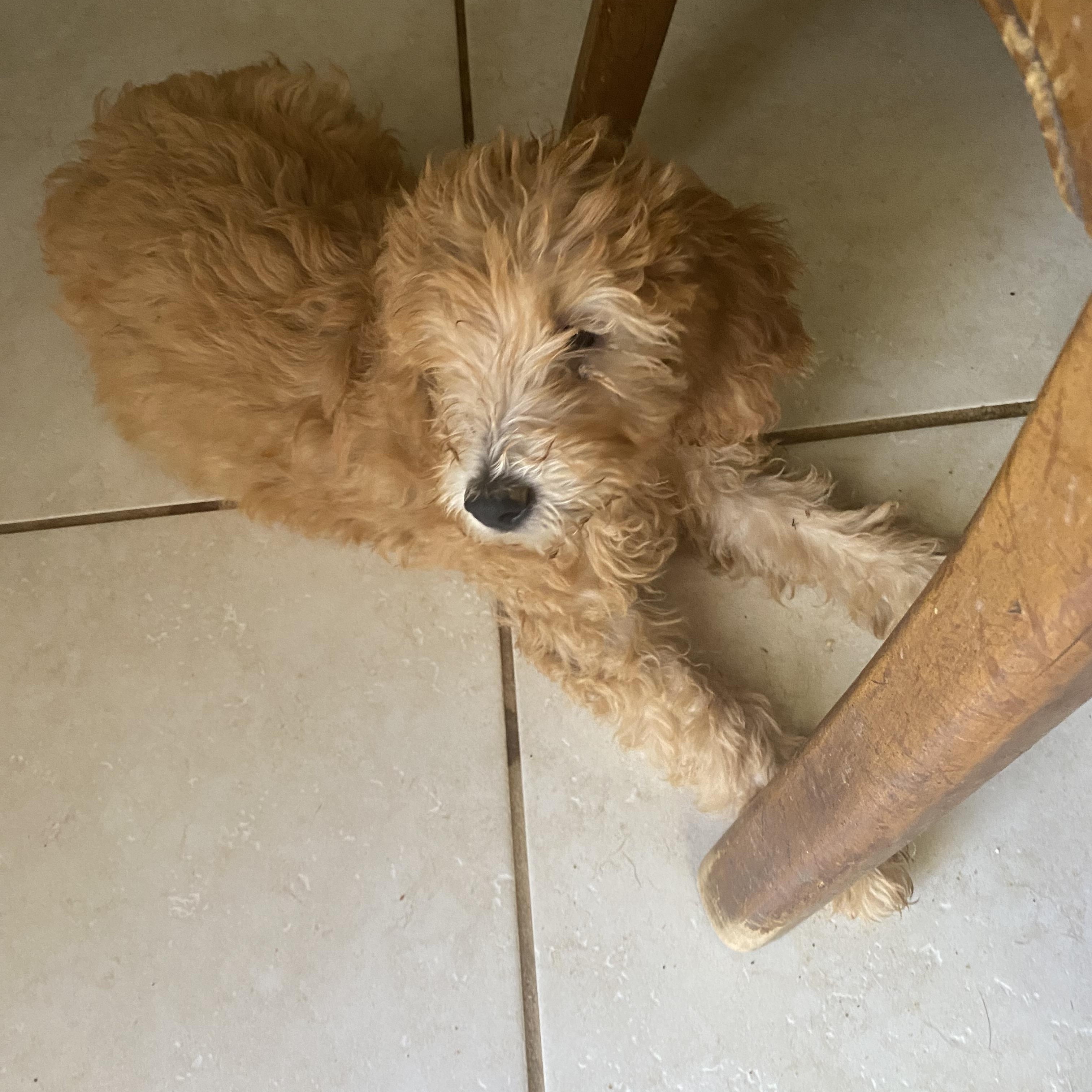 Molly and Holly, Adopted, Puppy Female Goldendoodle.
