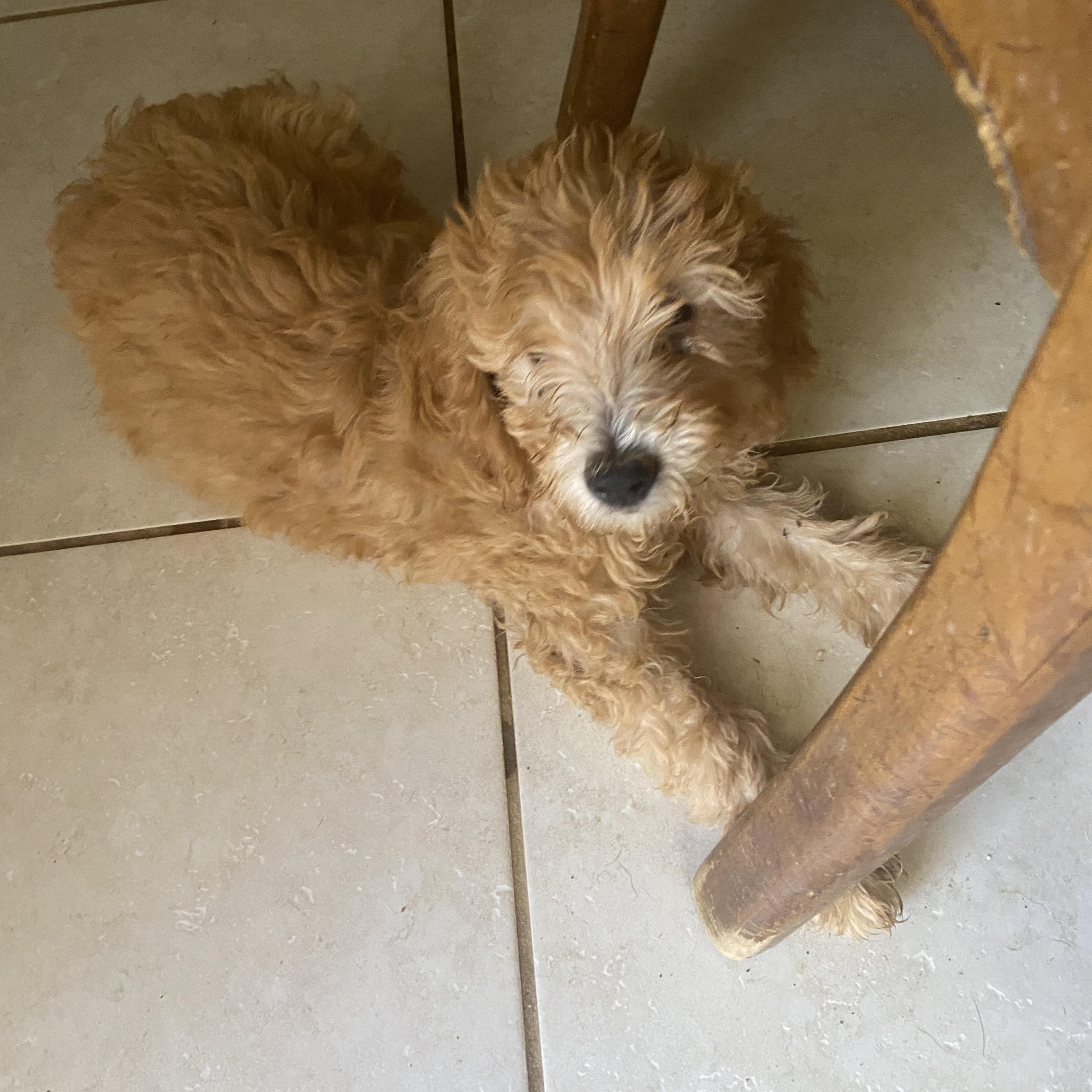 Enlarge Molly and Holly, a Adopted Goldendoodle in Moreno Valley, CA image 2/5