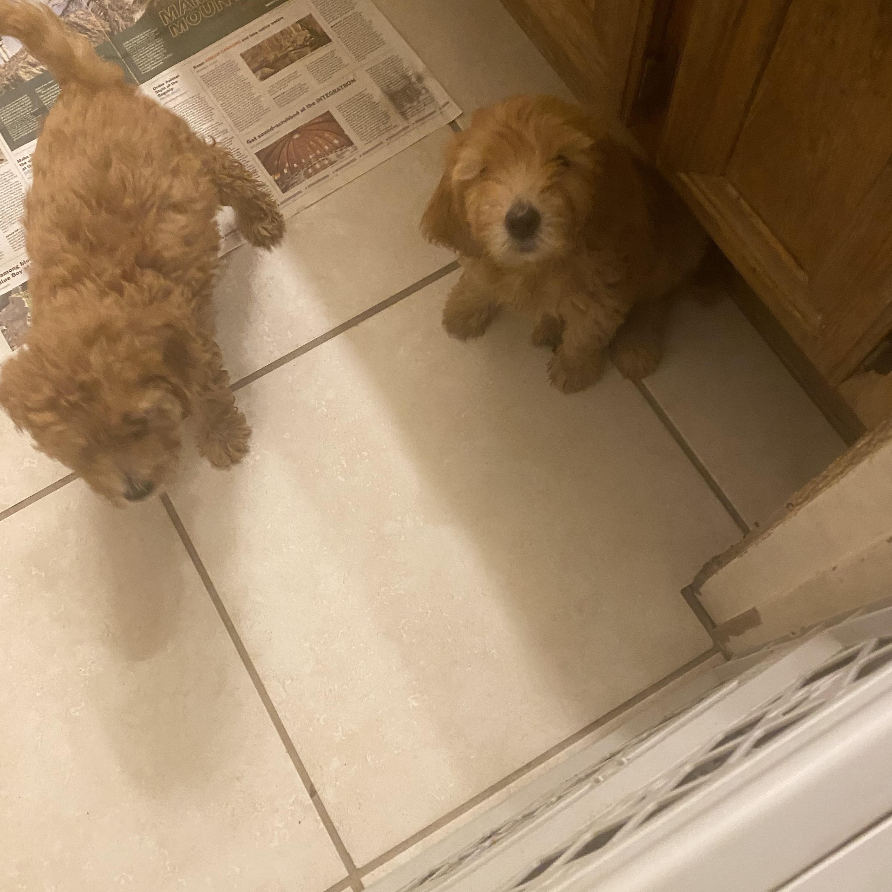 Enlarge Molly and Holly, a Adopted Goldendoodle in Moreno Valley, CA image 4/5