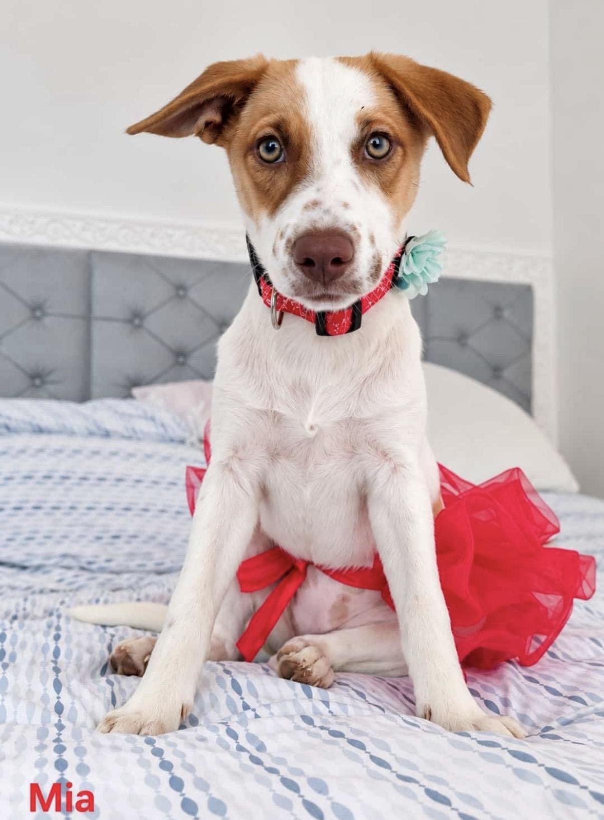 Enlarge Mia, a Adoptable mixed breed in Glen Rock, NJ image 1/1