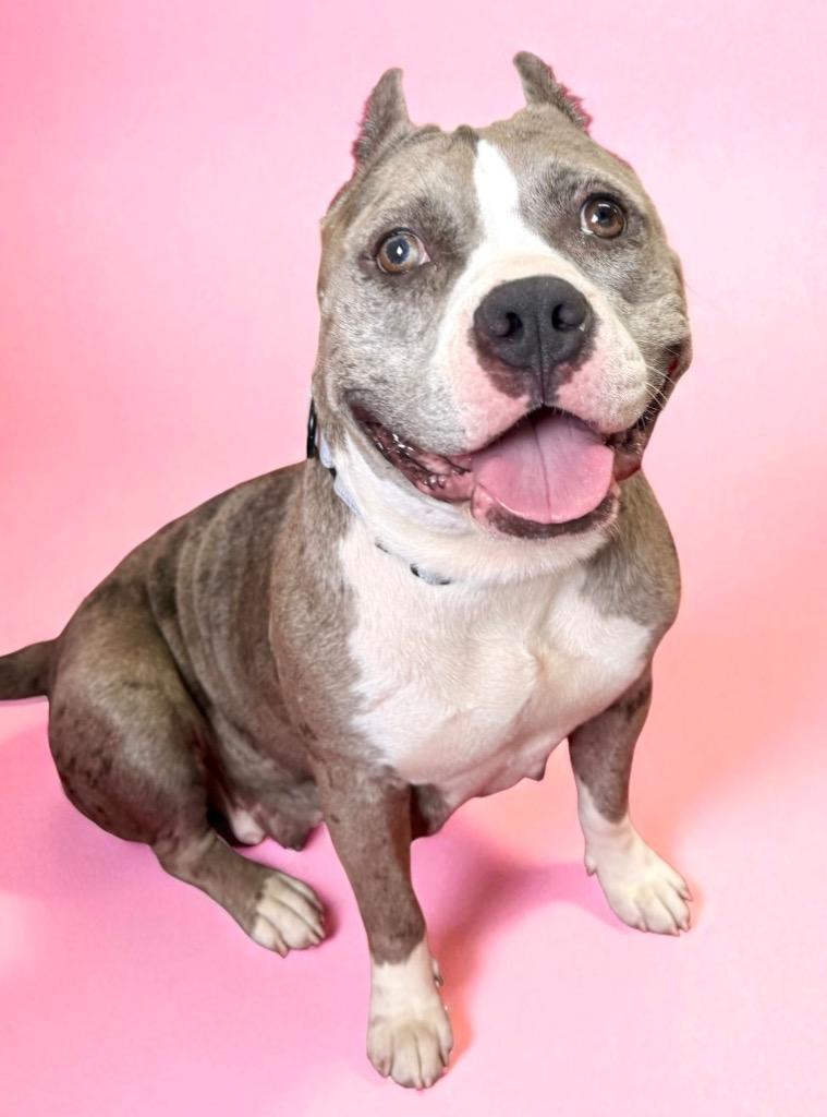 Enlarge Scrumpdillyumptious "Dilly, a Adoptable Pit Bull Terrier in Luling, TX image 1/6