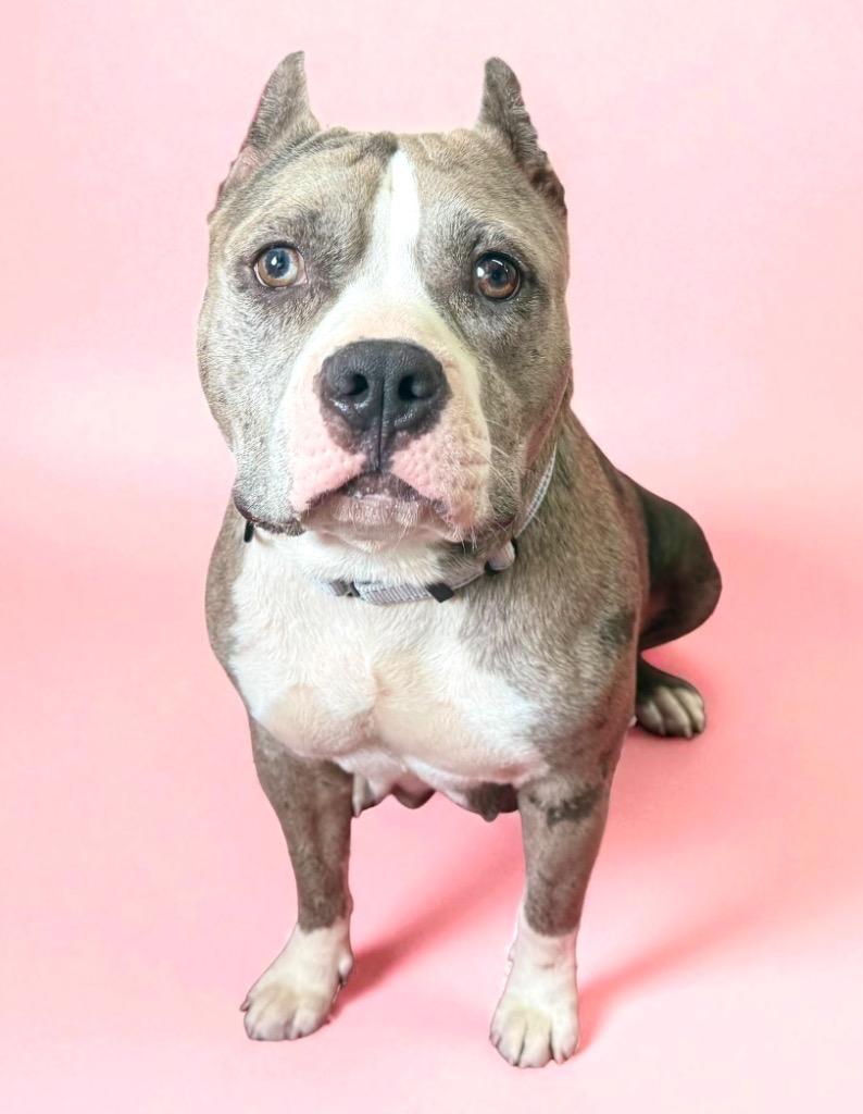 Enlarge Scrumpdillyumptious "Dilly, a Adoptable Pit Bull Terrier in Luling, TX image 2/6