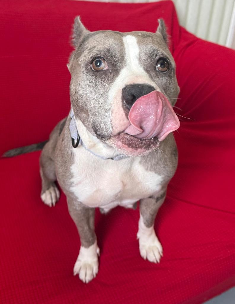 Scrumpdillyumptious "Dilly, Adoptable, Adult Female Pit Bull Terrier.