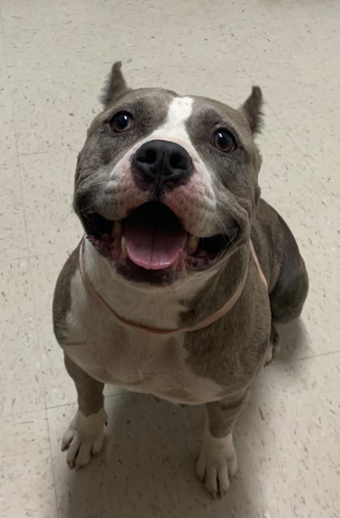 Enlarge Scrumpdiddlyumptious "Dilly, a Adoptable Pit Bull Terrier in Luling, TX image 1/6