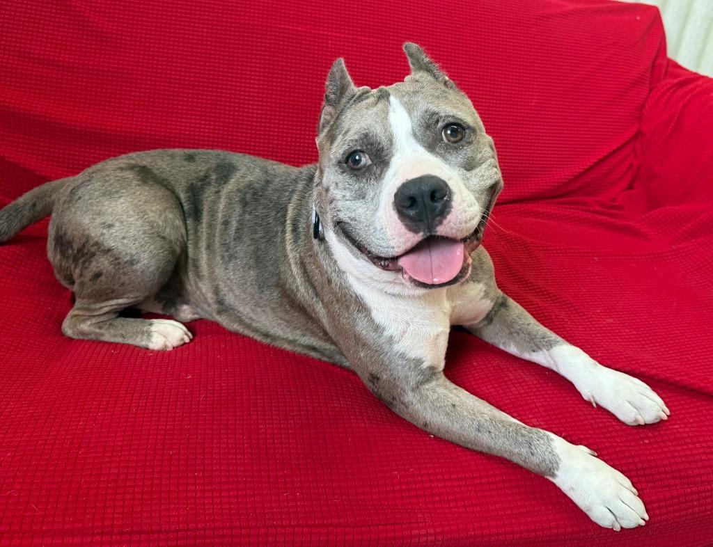 Enlarge Scrumpdiddlyumptious "Dilly, a Adoptable Pit Bull Terrier in Luling, TX image 3/6