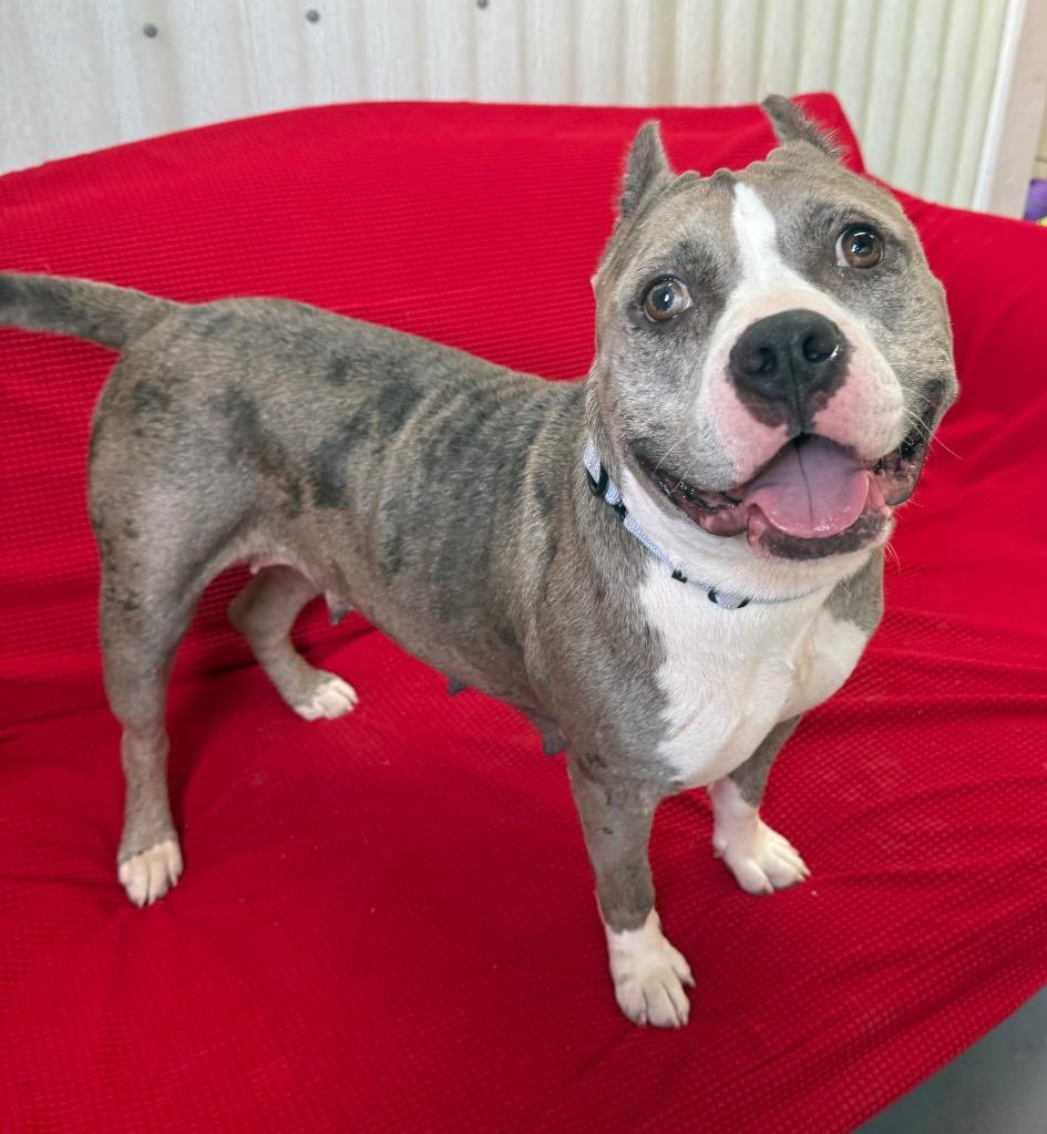 Enlarge Scrumpdillyumptious "Dilly, a Adoptable Pit Bull Terrier in Luling, TX image 3/6