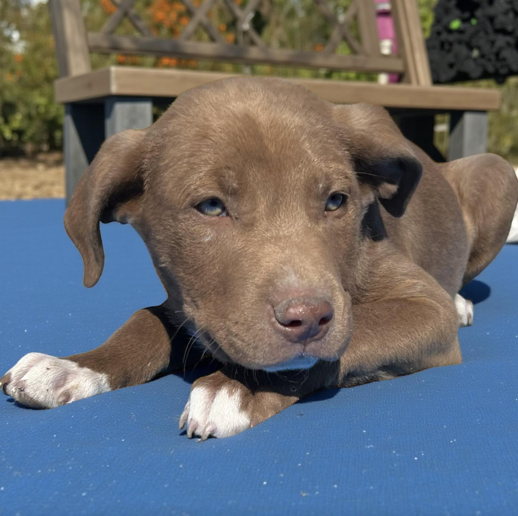 Browny, adopted, Puppy Male Chocolate Labrador Retriever & Labrador Retriever.