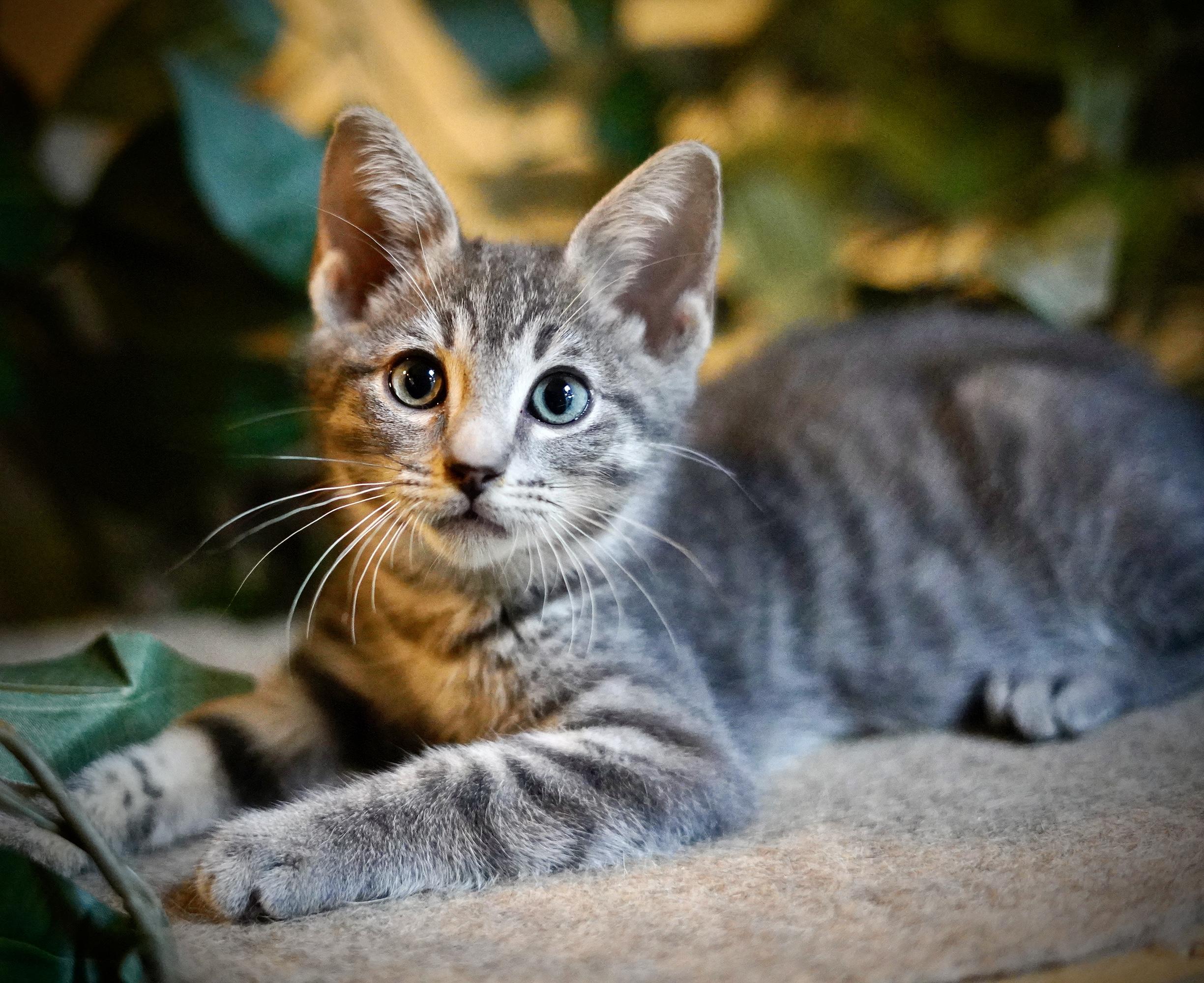 Bumble Bee, Baby Male Domestic Short Hair