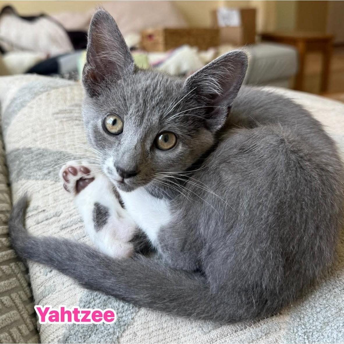 Enlarge Yahtzee, an adopted Domestic Short Hair in Phoenixville, PA image 1/2