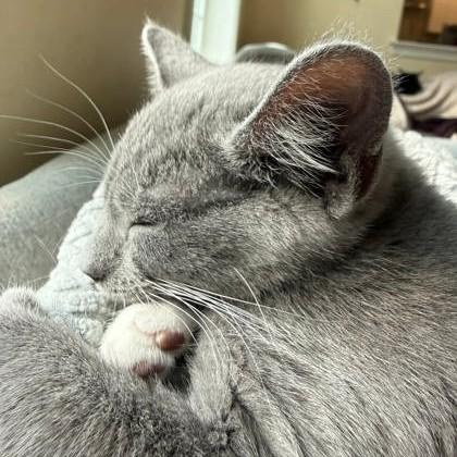 Enlarge Yahtzee, an adopted Domestic Short Hair in Phoenixville, PA image 2/2