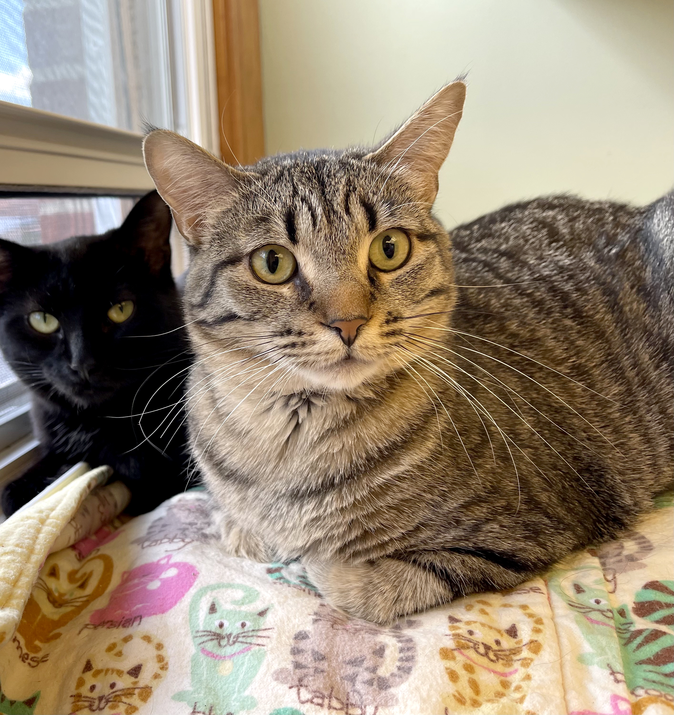 Enlarge Blossom, a Adoptable Domestic Short Hair in Crystal Lake, IL image 3/5