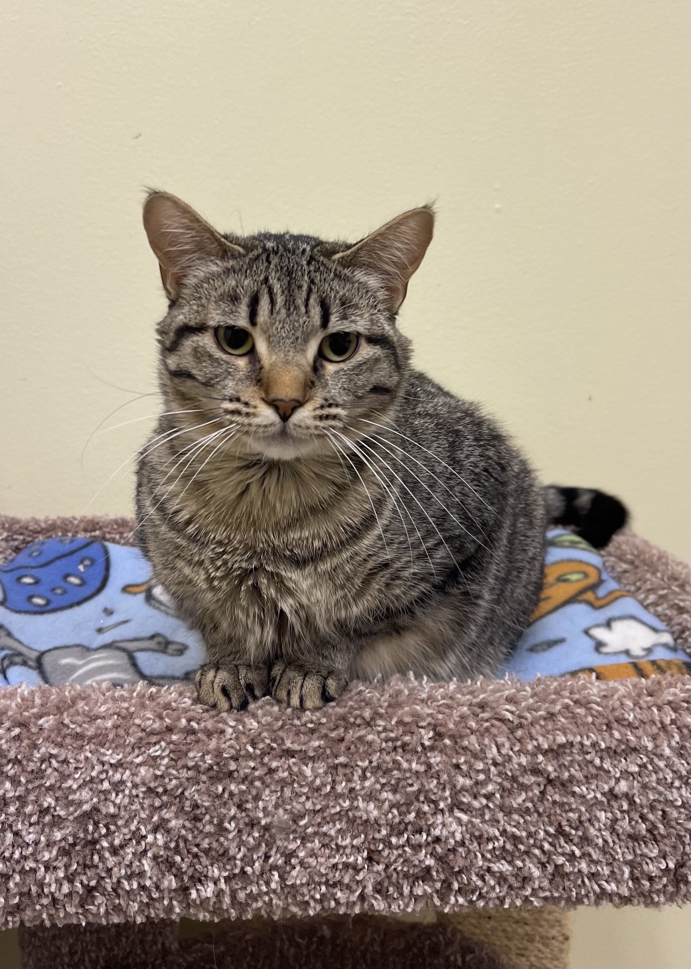 Enlarge Blossom, a Adoptable Domestic Short Hair in Crystal Lake, IL image 2/5