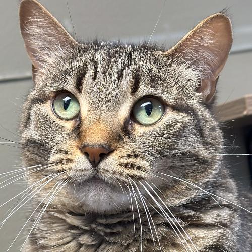 Blossom, Adoptable, Adult Female Domestic Short Hair.