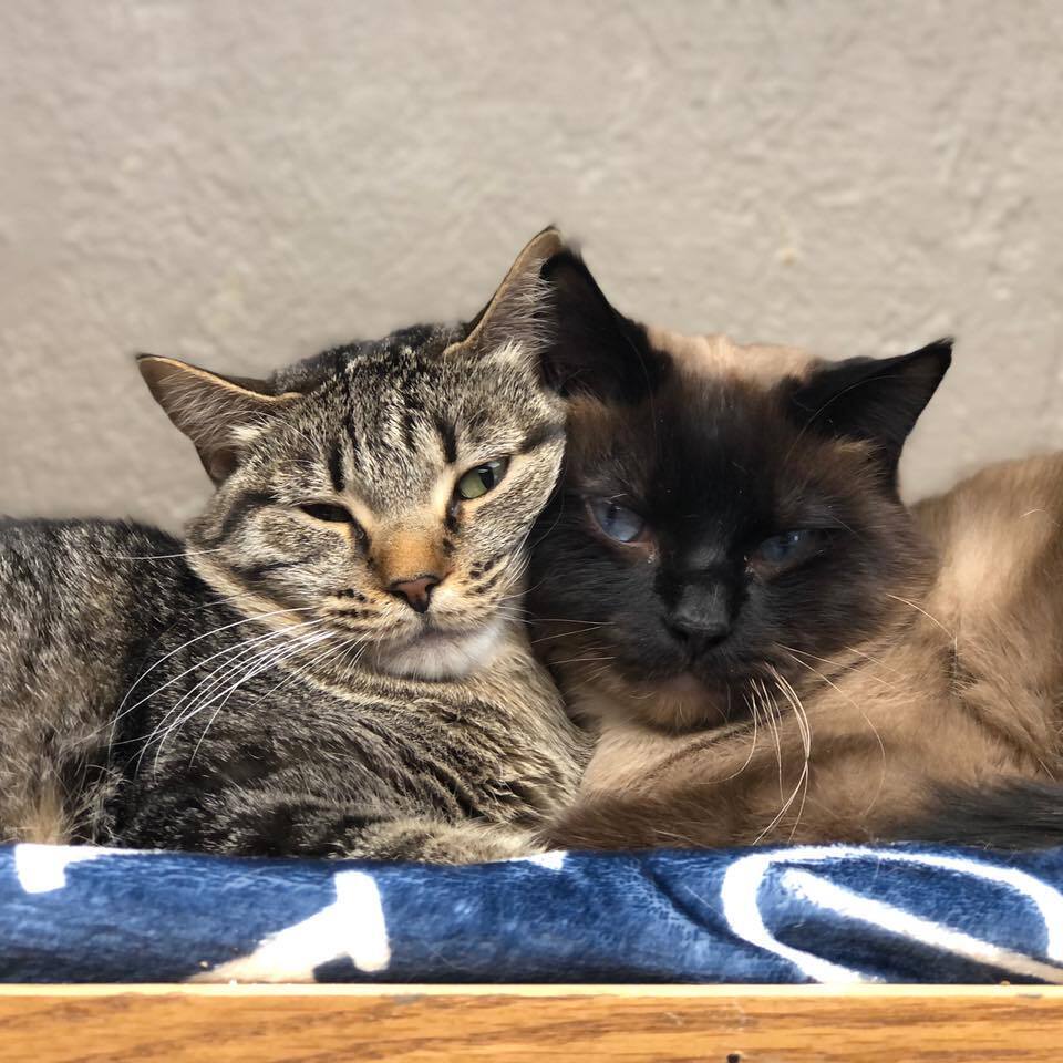 Enlarge Blossom, a Adoptable Domestic Short Hair in Crystal Lake, IL image 5/5