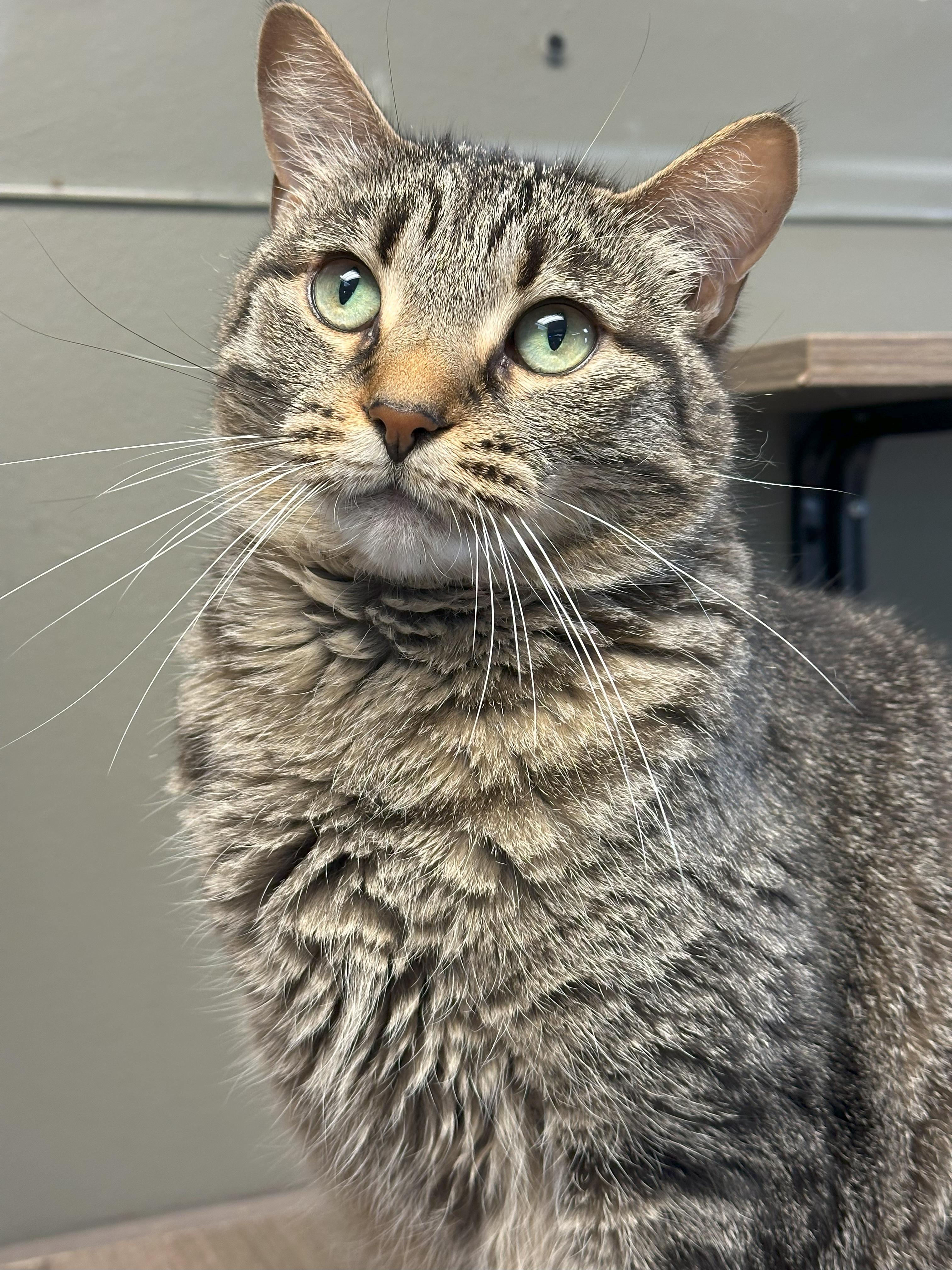 Enlarge Blossom, a Adoptable Domestic Short Hair in Crystal Lake, IL image 4/5