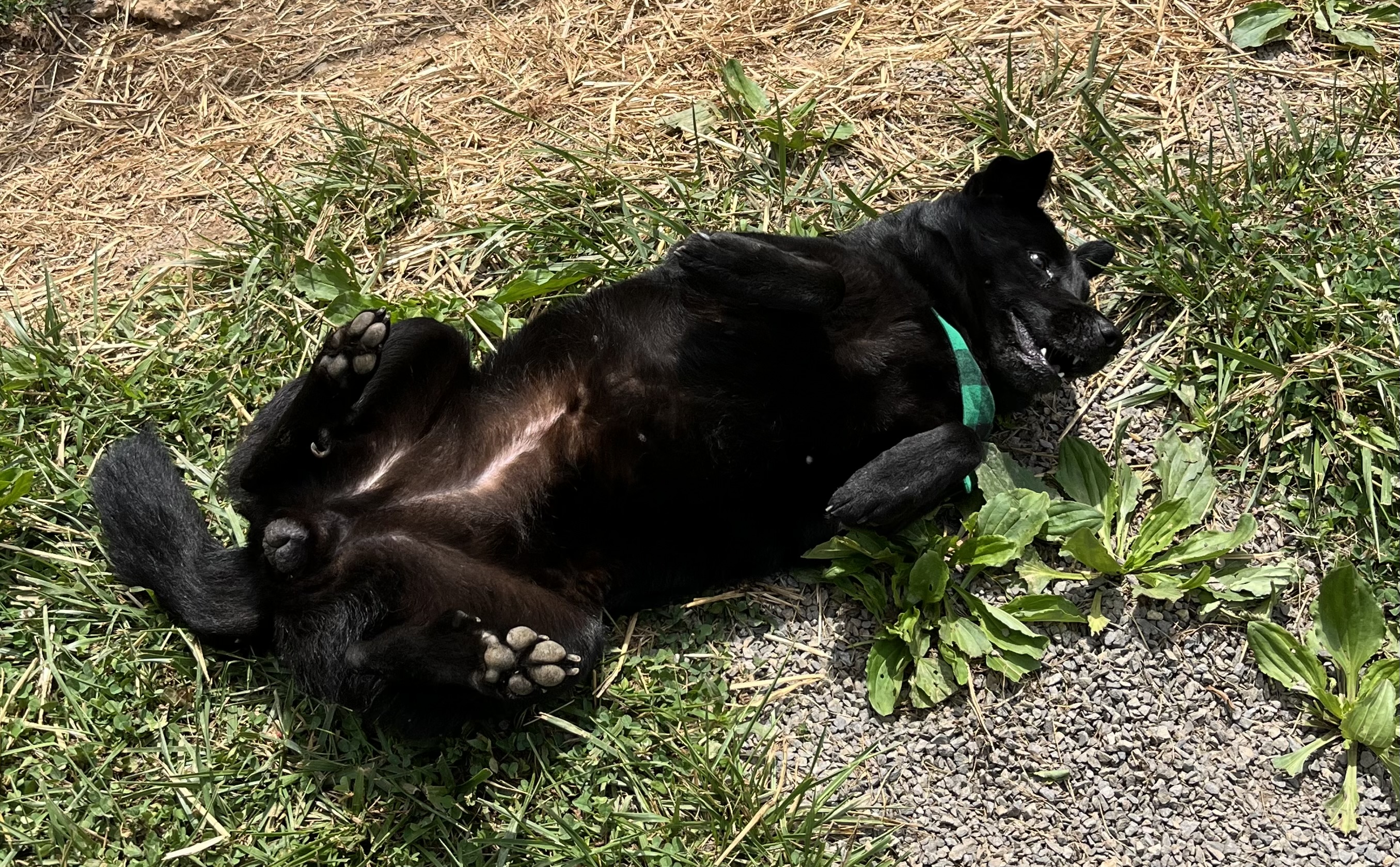 Sable, a Adopted mixed breed in Blue Ridge, GA image 4/6