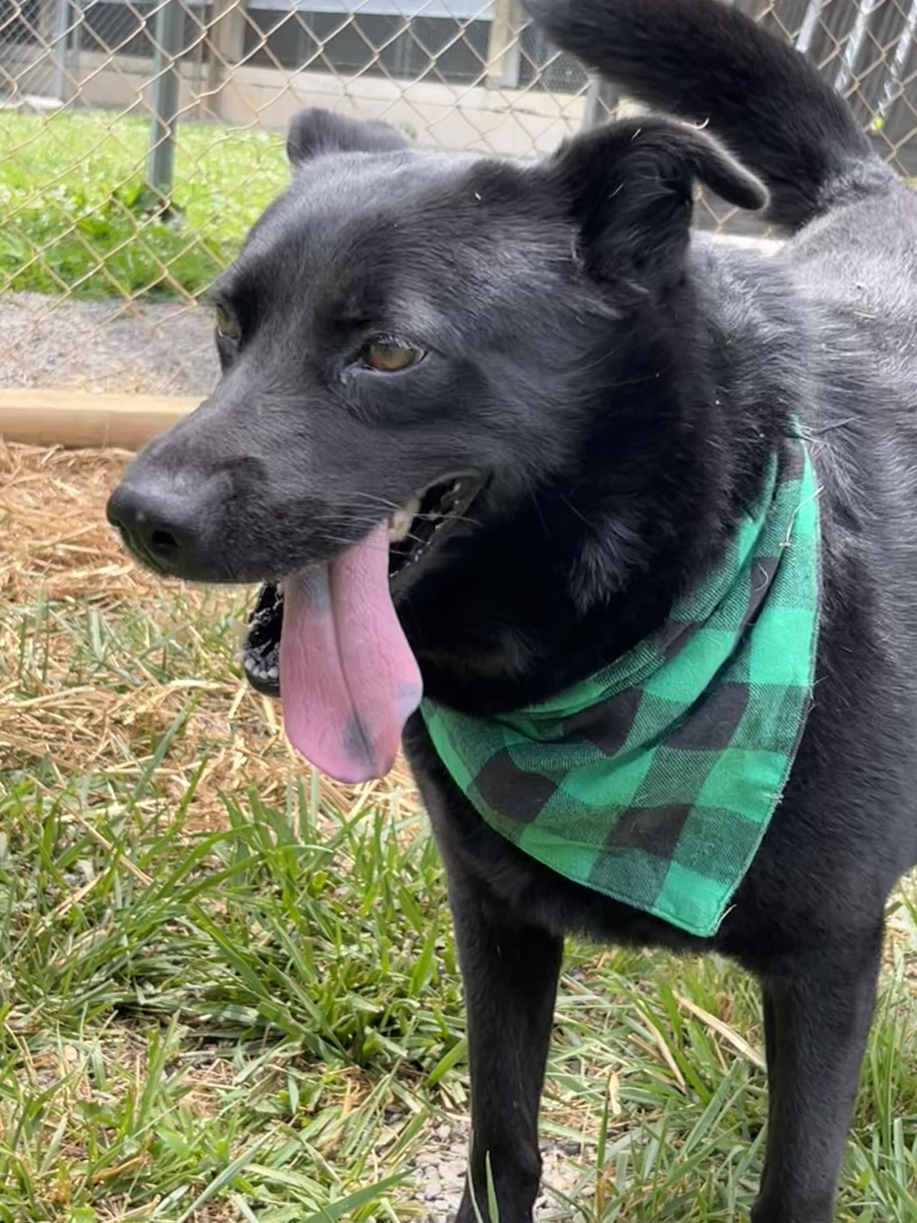 Sable, a Adopted mixed breed in Blue Ridge, GA image 3/6