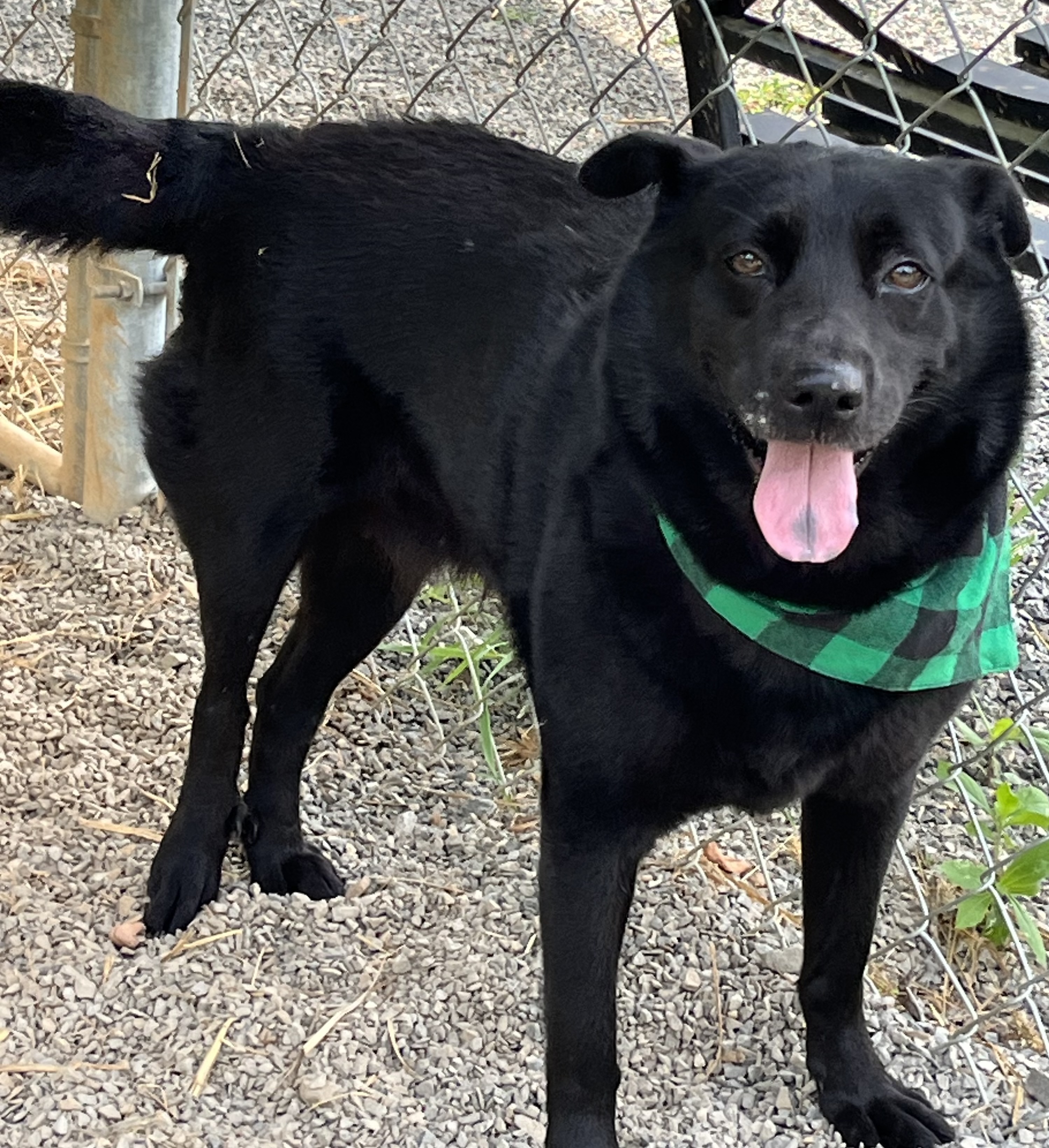 Sable, a Adopted mixed breed in Blue Ridge, GA image 5/6