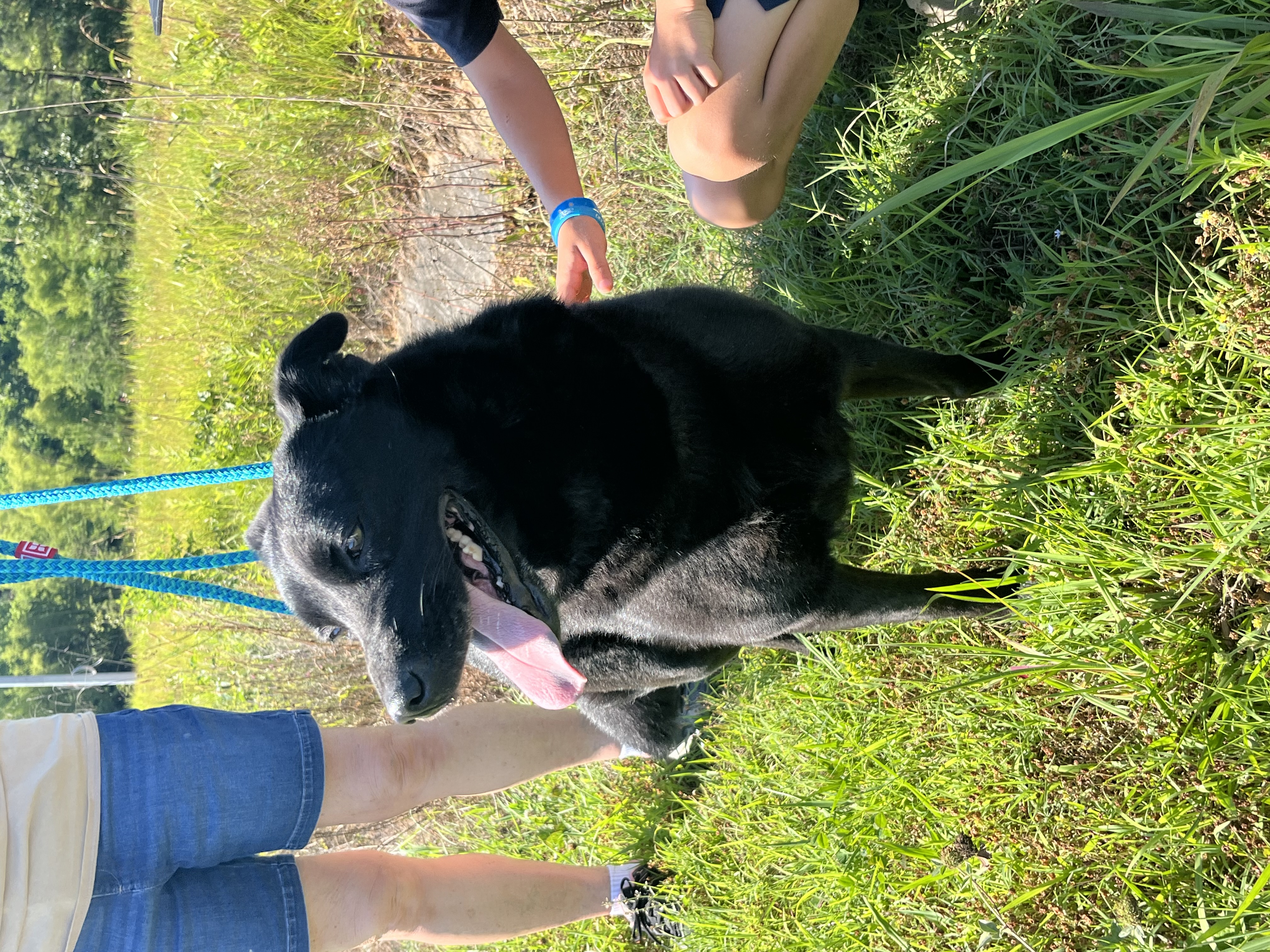 Sable, a Adopted mixed breed in Blue Ridge, GA image 2/6