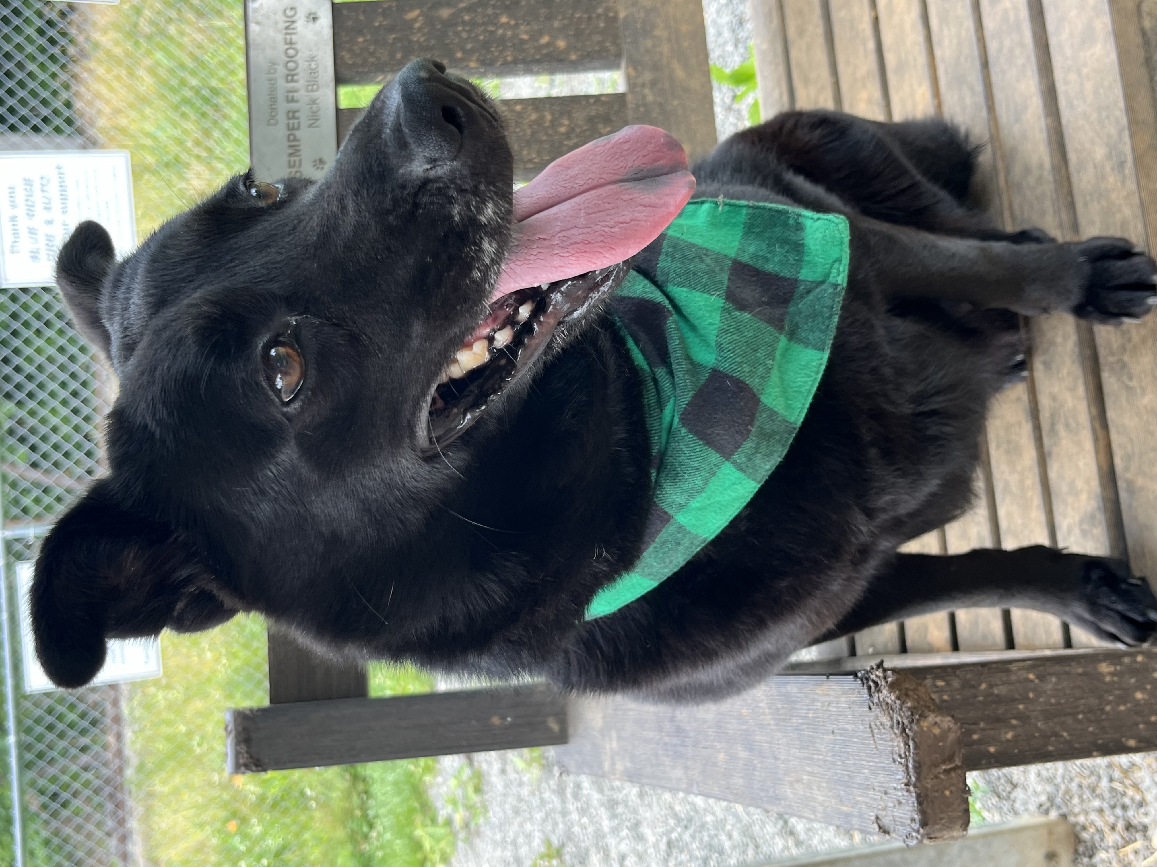 Sable, a Adopted mixed breed in Blue Ridge, GA image 1/6