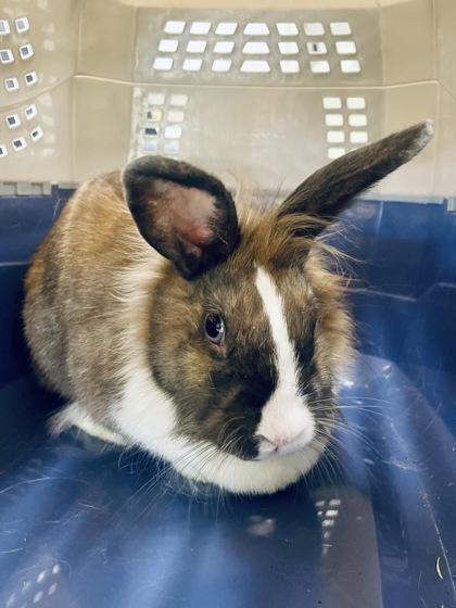 Enlarge Persephone, a ADOPTABLE Rex in Athens, GA image 1/1