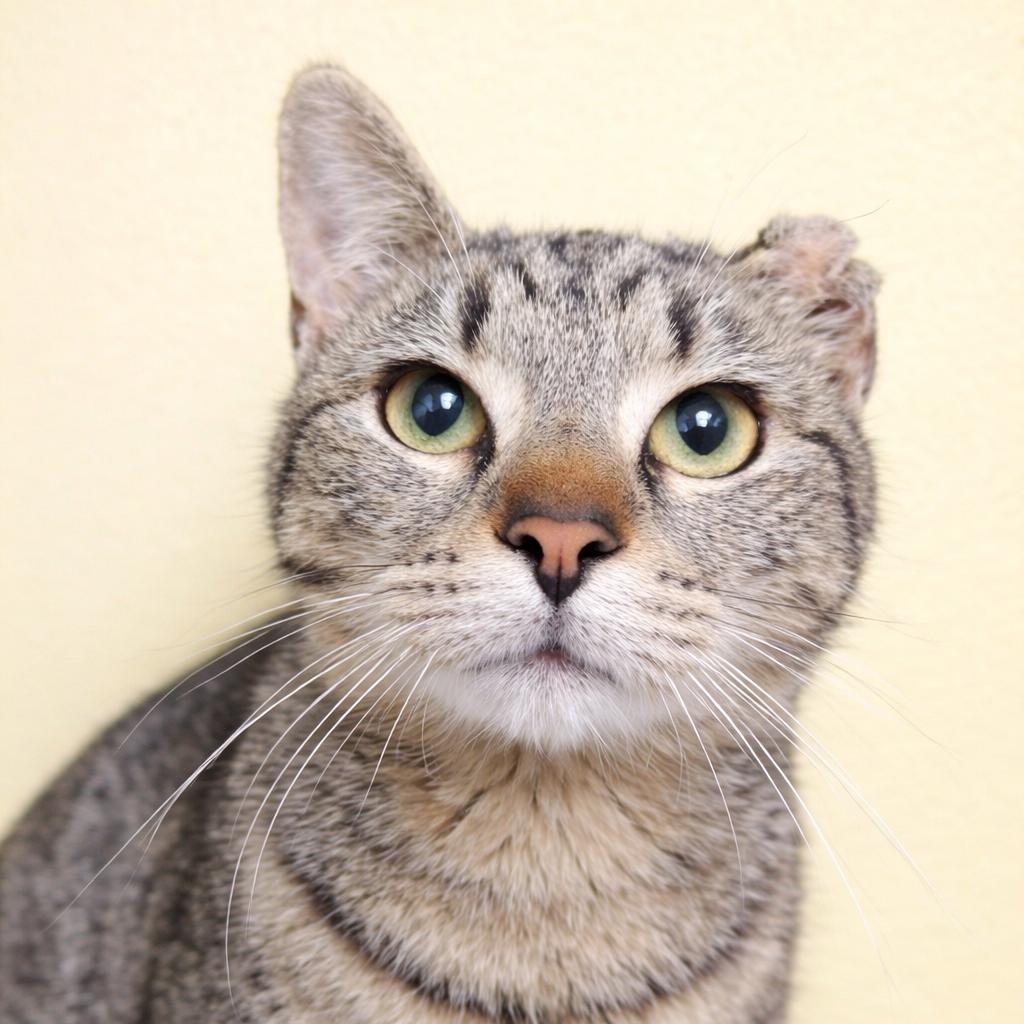 Claressa , ADOPTABLE, Young Female Tabby & Domestic Short Hair.