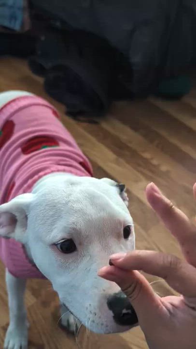 Enlarge Snow, a Adoptable mixed breed in Hyattsville, MD video 3/6