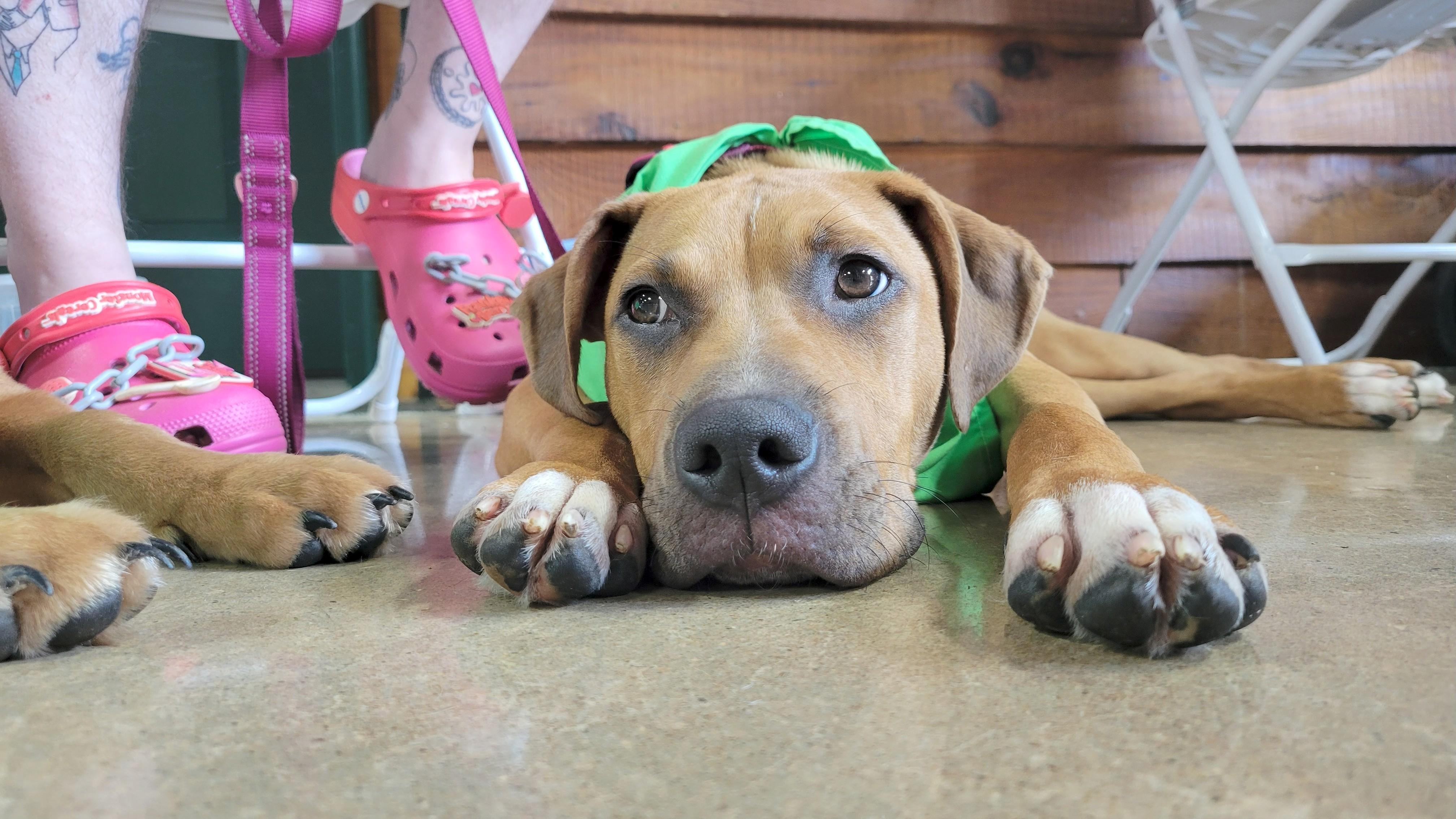 Enlarge Plucky, a Adopted mixed breed in Burlington, NC image 2/3