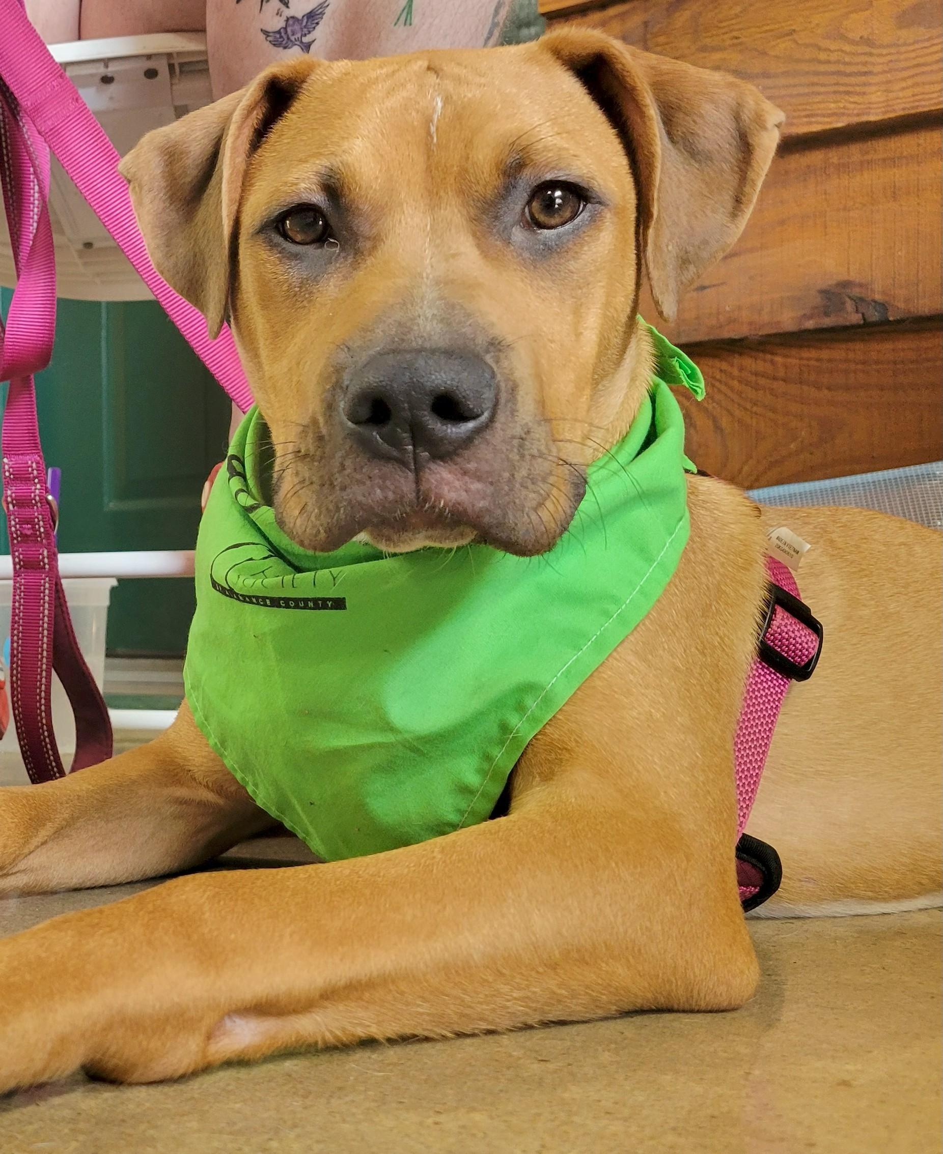 Plucky, Adopted, Young Male Boxer.
