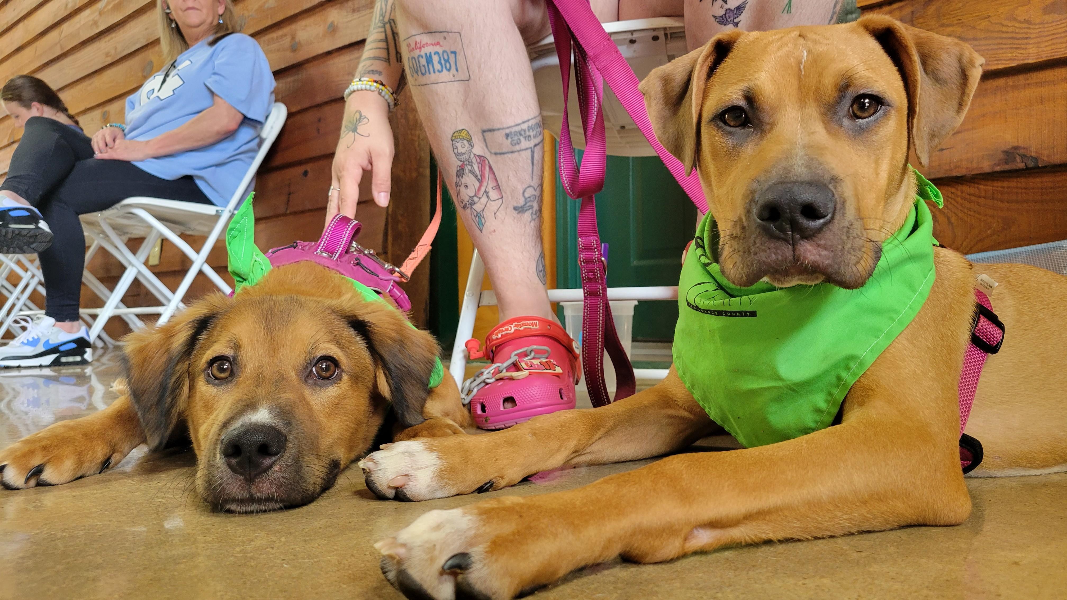 Enlarge Plucky, a Adopted mixed breed in Burlington, NC image 3/3