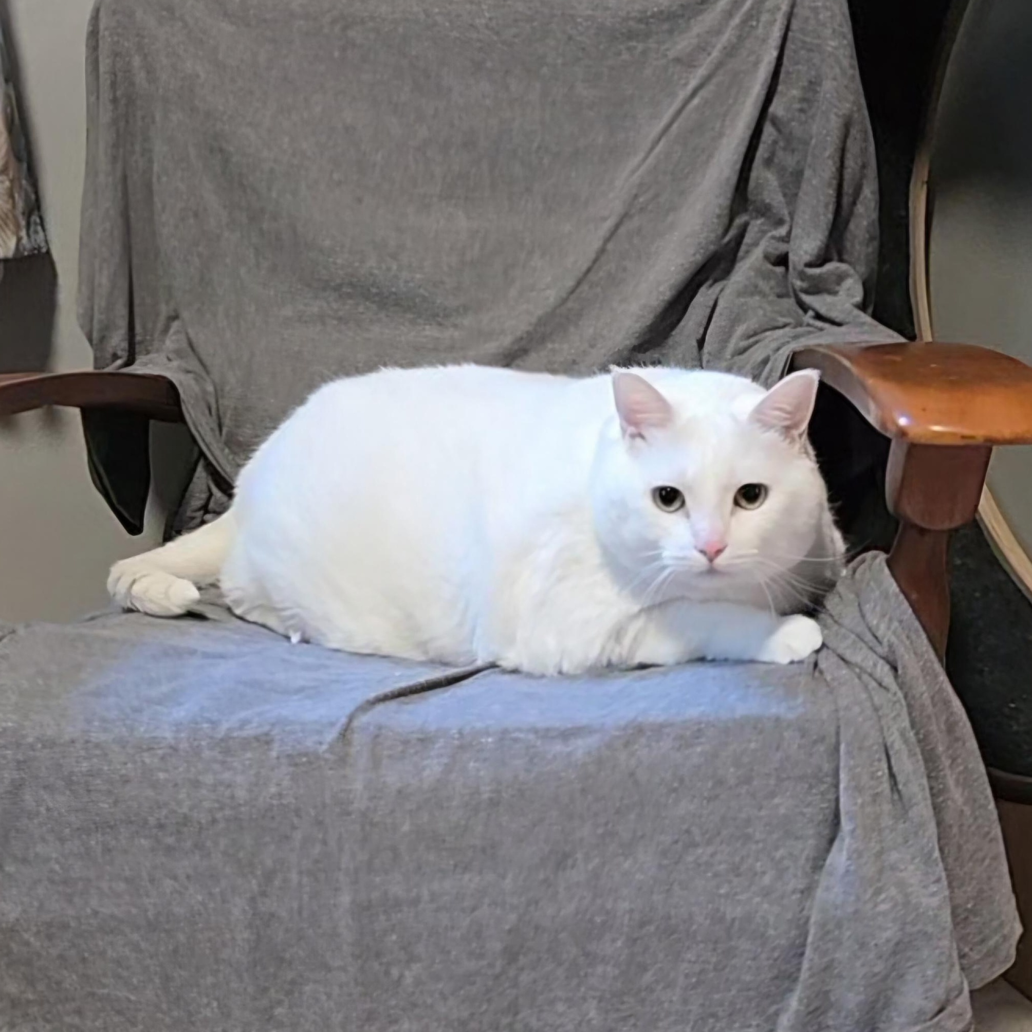 Enlarge Luna, an adopted Domestic Short Hair in Big Lake, MN image 2/6