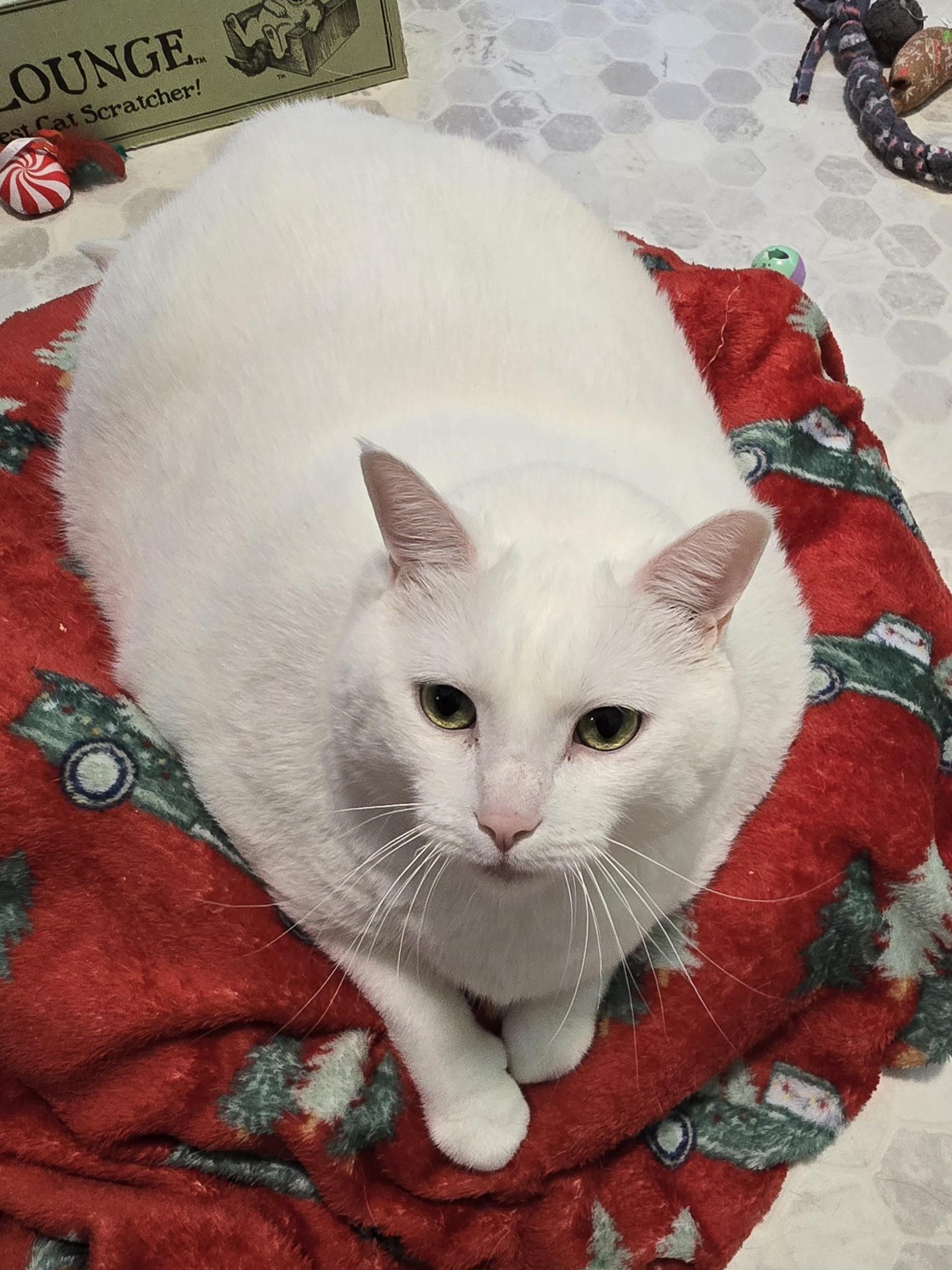 Enlarge Luna, an adopted Domestic Short Hair in Big Lake, MN image 5/6