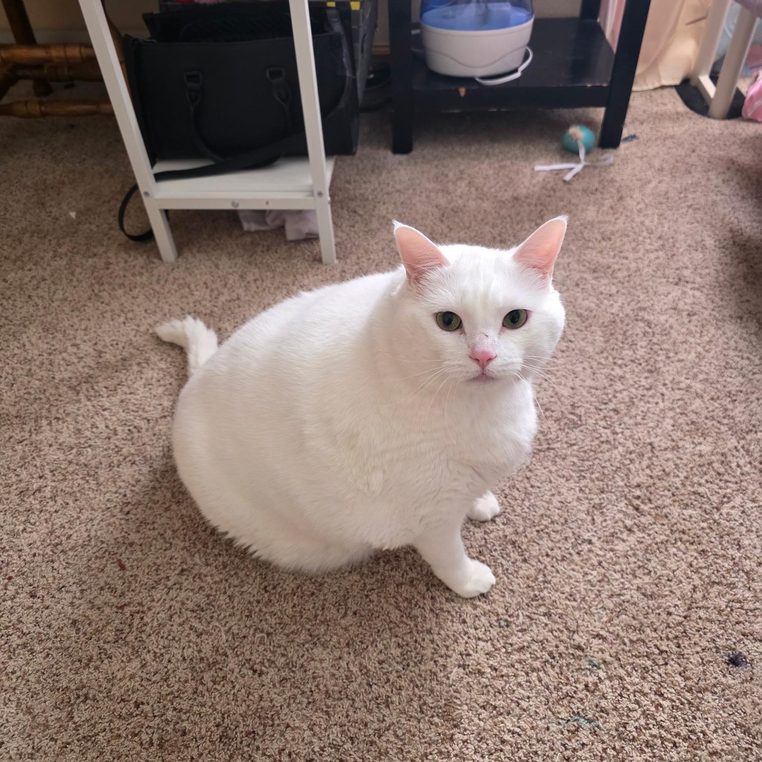 Enlarge Luna, an adopted Domestic Short Hair in Big Lake, MN image 6/6