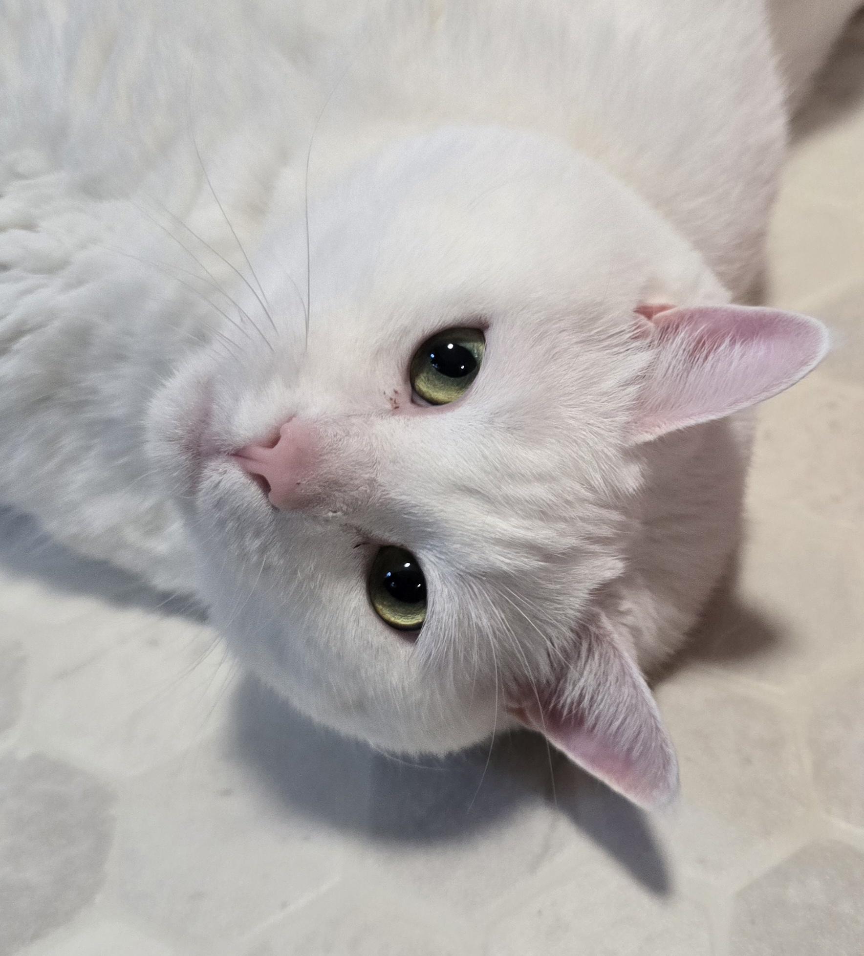 Luna, adopted, Adult Female Domestic Short Hair.