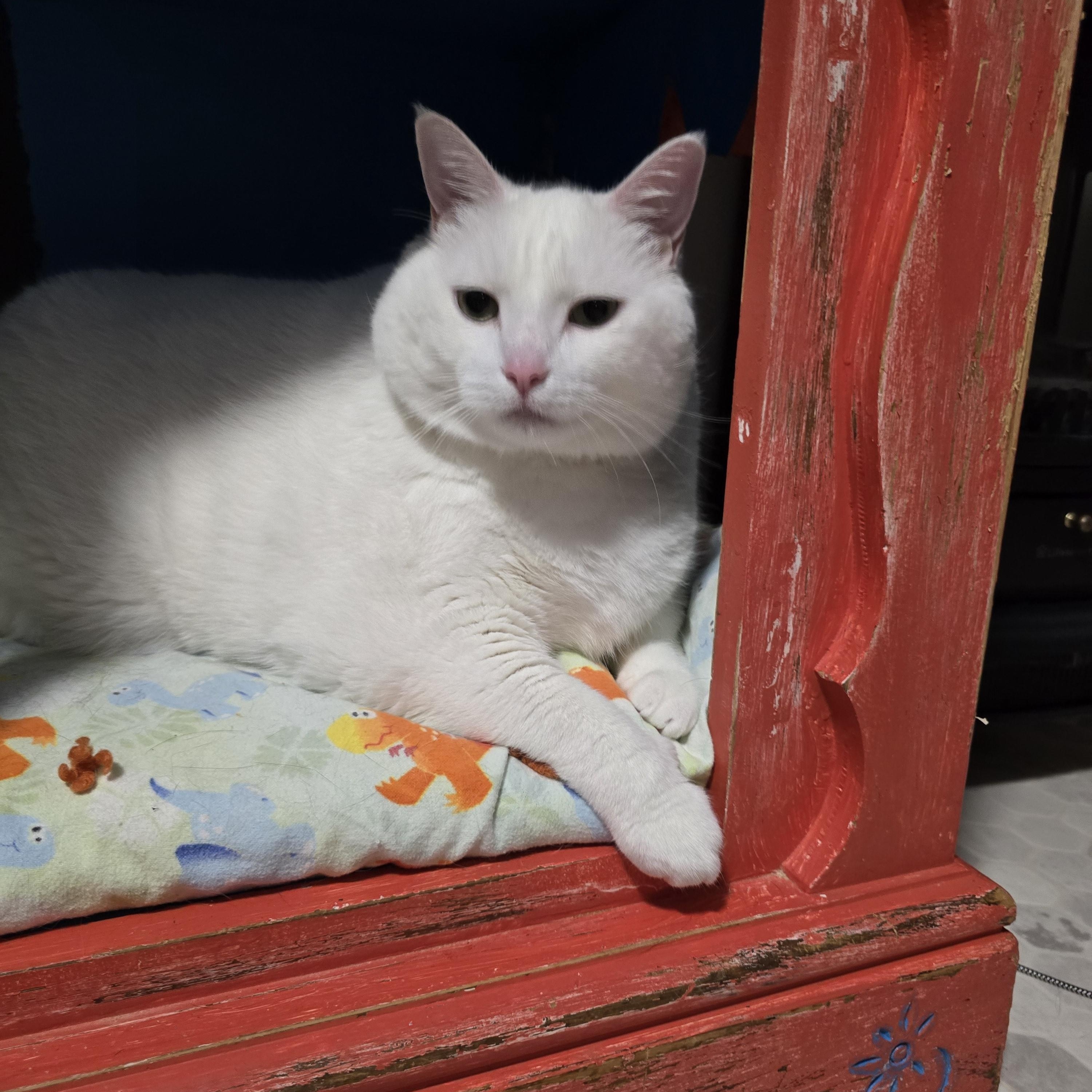 Enlarge Luna, an adopted Domestic Short Hair in Big Lake, MN image 3/6