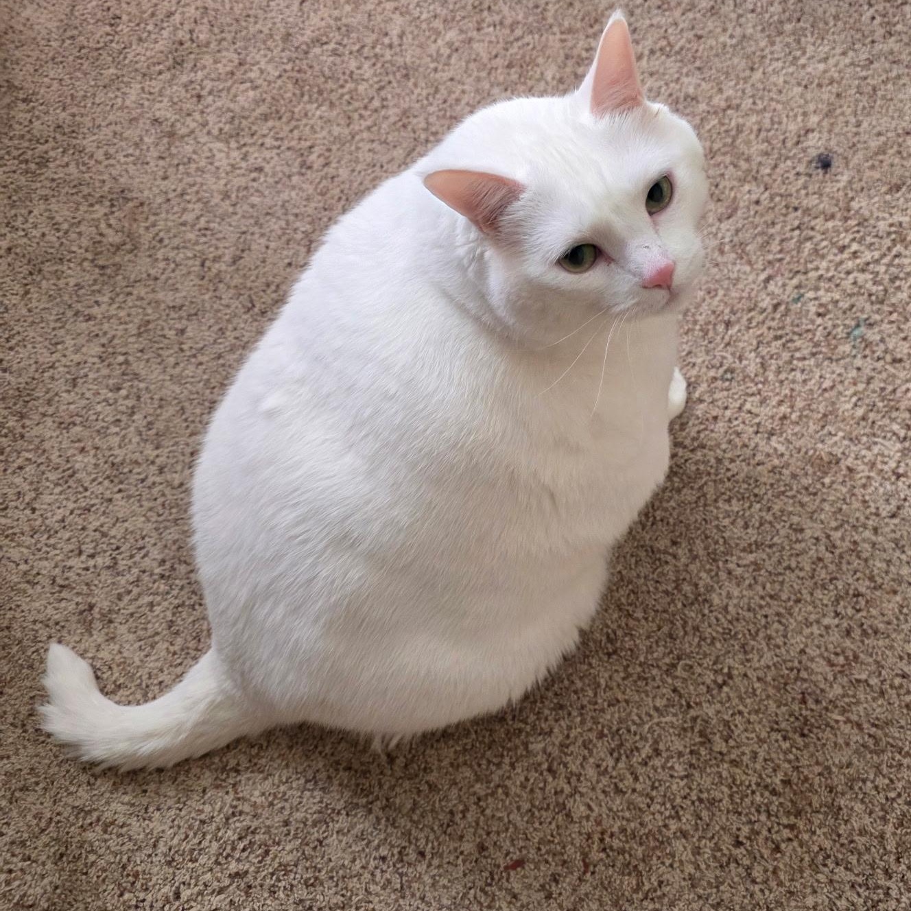 Enlarge Luna, an adopted Domestic Short Hair in Big Lake, MN image 4/6