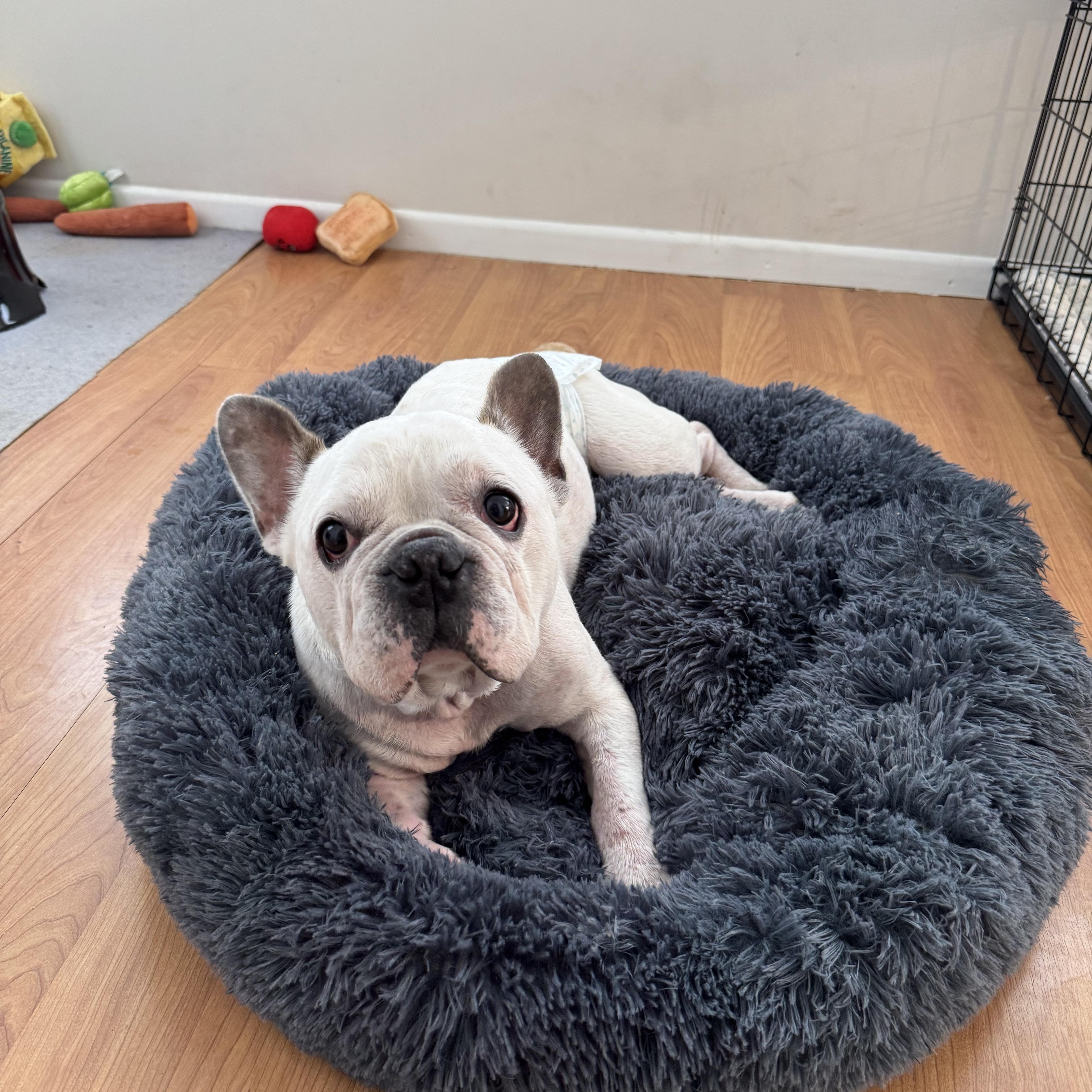 Sir Angelo, ADOPTABLE, Senior Male French Bulldog.