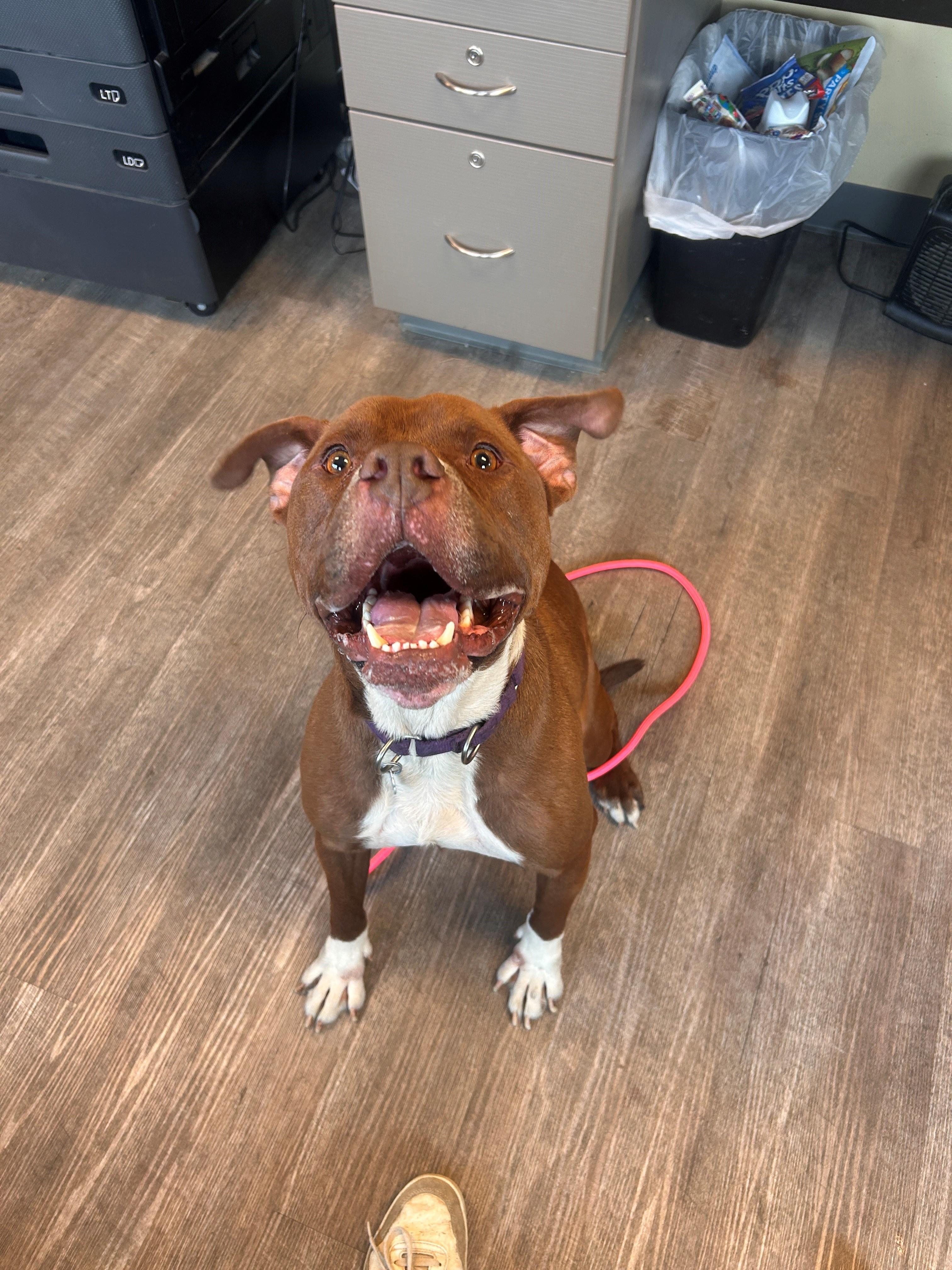 26-0002 "Chocolate", ADOPTABLE, Adult Male Boxer.