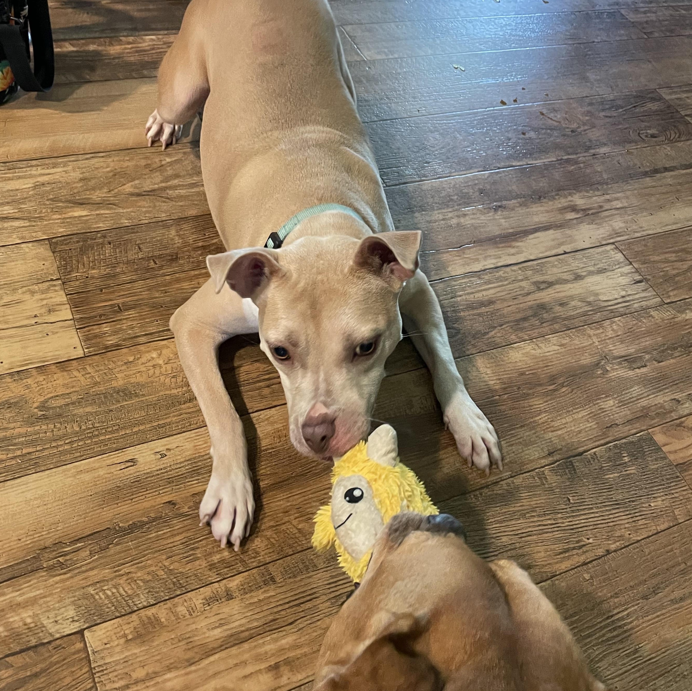 Enlarge Mocha, a Adoptable mixed breed in Florala, AL image 2/6